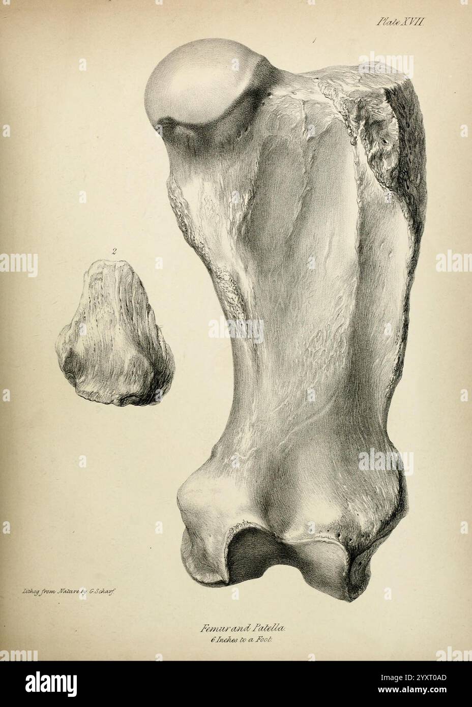 Descrizione dello scheletro di un gigantesco Sloth estinto, Mylodon robustus, Owen, con osservazioni sui quadrupedi megalaterioidi in generale, Londra, 1842. Questa illustrazione mostra una rappresentazione dettagliata di due ossa femorali da diverse prospettive. L'osso più grande è raffigurato in una vista laterale, evidenziandone la struttura allungata e i contorni, mentre un osso più piccolo è mostrato adiacente ad esso, probabilmente rappresentando una sezione anatomica diversa o un campione comparato. La precisione delle linee e delle ombreggiature enfatizza la consistenza e la forma delle ossa, mostrando le loro forme e caratteristiche distinte Foto Stock