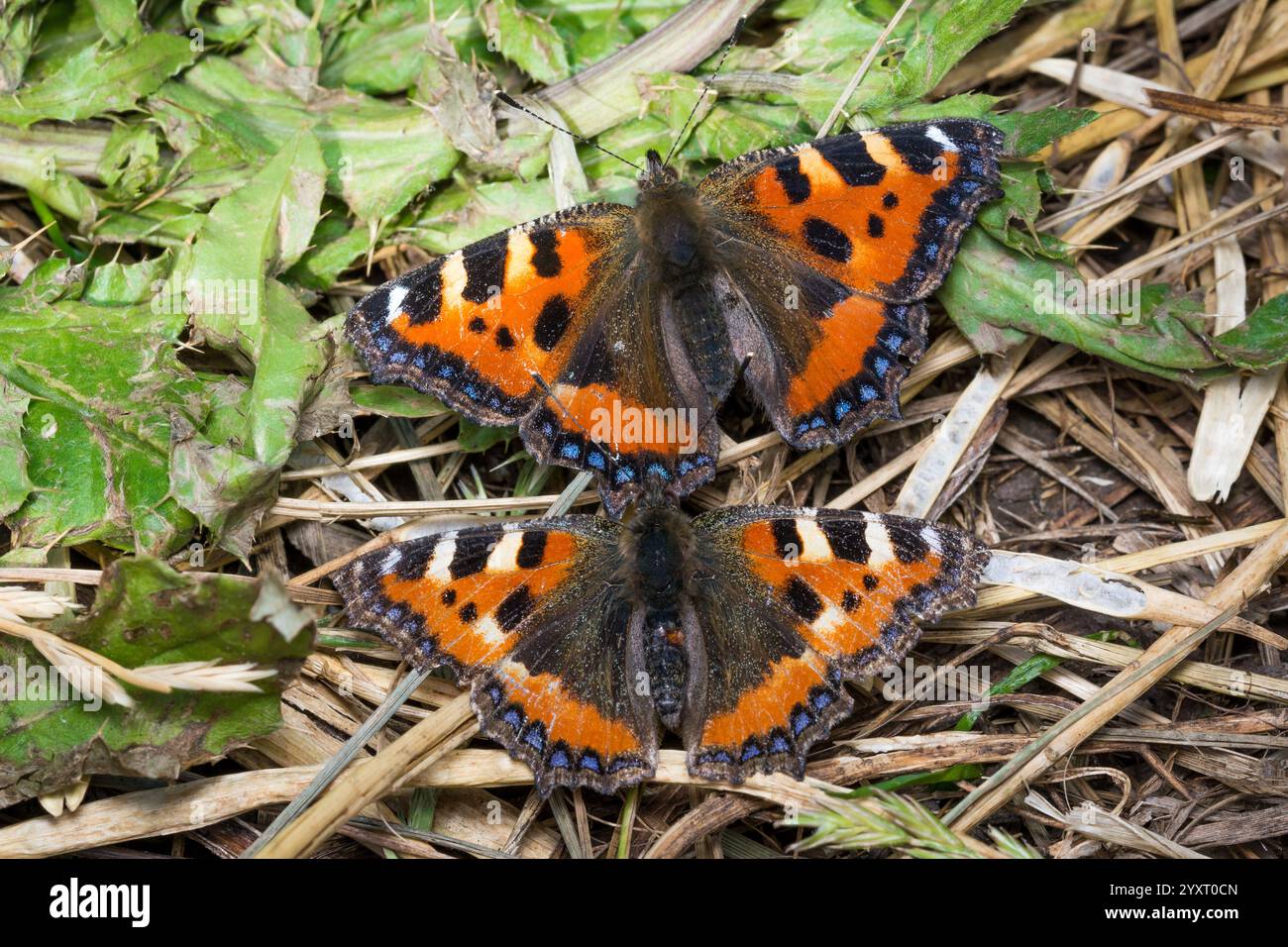 Un paio di piccole farfalle con guscio di tartaruga (Aglais orticae) che poggiano su un terreno verde con le loro ali arancioni a fantasia sparse Foto Stock