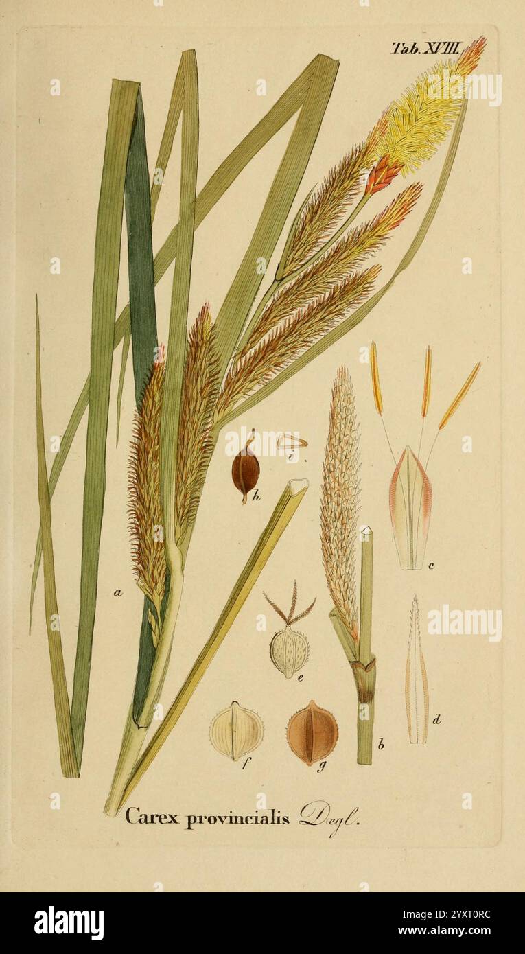 Supplemente zu Schkuhr's Riedgräsern (Carices), Lipsia, E. Fleischer, 1840-50, Carex, Cyperaceae, l'illustrazione presenta la pianta Carex provincialis, mostrando le sue caratteristiche distintive. In primo piano sono visibili foglie verdi allungate, insieme a raffigurazioni dettagliate delle strutture riproduttive della pianta. Vari elementi etichettati evidenziano parti chiave: Tra cui un picco di fiori, sacchi di polline e frutta. I dettagli intricati sottolineano le caratteristiche botaniche, migliorando la comprensione della morfologia e della classificazione di questa specie. Foto Stock