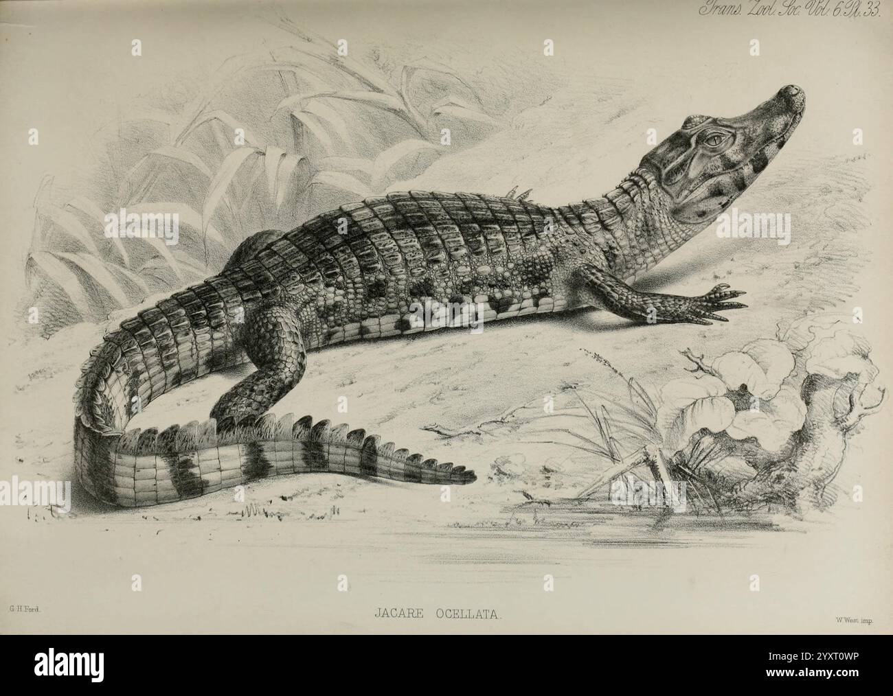 Transazioni della società Zoologica di Londra. London, pubblicato per la Zoological Society of London da Academic Press, Crocodile, Zoology, un'illustrazione dettagliata di un coccodrillo, che mostra le sue scale distintive, il muso allungato e gli arti potenti. La creatura è raffigurata in una posa naturale, adagiata in cima a una superficie rocciosa circondata da un ambiente lussureggiante. La composizione include piante a foglia sullo sfondo, sottolineando l'habitat di questo formidabile rettile. L'attenzione alla texture della pelle del coccodrillo cattura le complessità della sua anatomia, evidenziando la resilienza Foto Stock