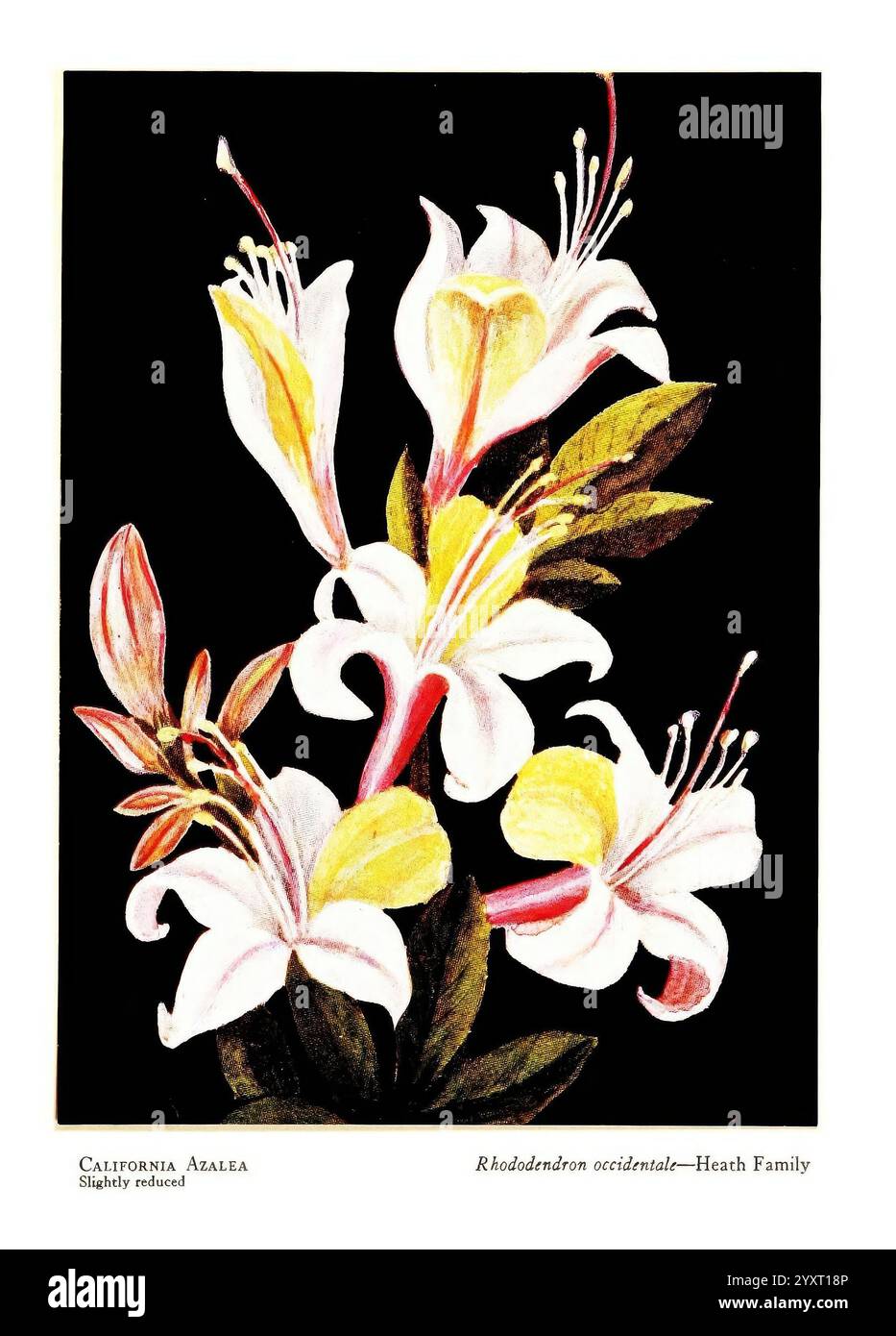 Fiori selvatici dalle montagne CAN?ons e valli della California San Francisco H. S. Crocker Co. [C1915] Botany California Pictorial Works Wildflowers, Una splendida rappresentazione di un gruppo di fiori selvatici della California, che mostra vividamente gli intricati dettagli e la bellezza naturale del Rhododendron occidentale. I fiori presentano un'armoniosa miscela di petali bianchi cremosi accentuati da delicati tocchi di giallo e rosa tenue, creando un aspetto invitante e vibrante. Ogni fiore è accompagnato da foglie verdi rigogliose, aggiungendo un contrasto rinfrescante che migliora la composizione complessiva. Questo tappo illustrativo Foto Stock