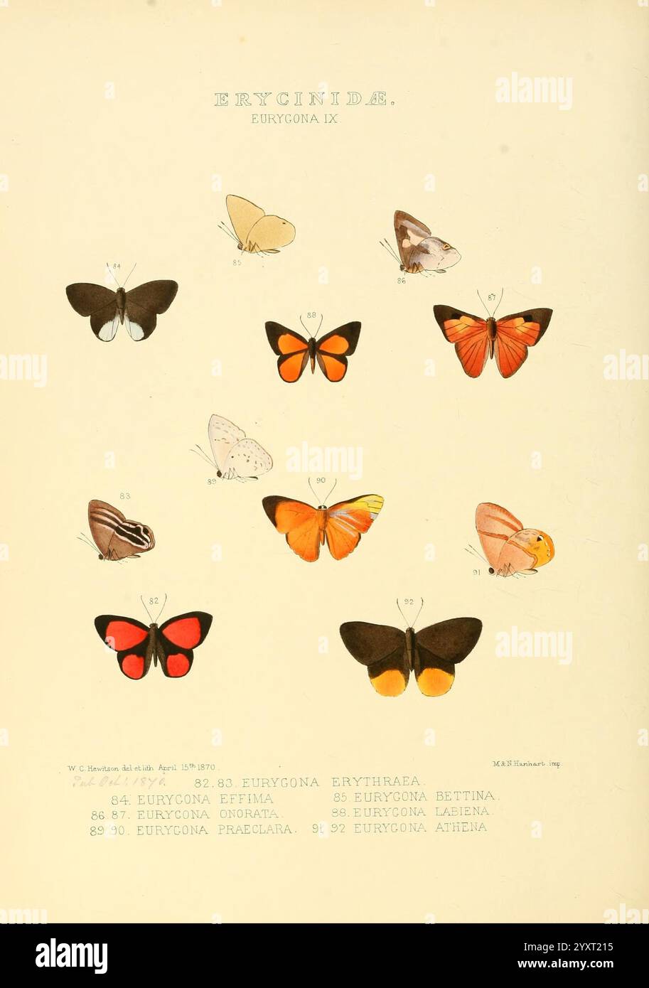 Illustrazioni di nuove specie di farfalle esotiche, Londra, John Van Voorst, 1856-1876, farfalle, distribuzione geografica, lepidotteri, opere pittoriche, speciazione, l'illustrazione mostra una collezione di varie specie di farfalle appartenenti alla famiglia degli Eurygnathidae. Ogni farfalla è meticolosamente etichettata con i numeri corrispondenti, evidenziando le caratteristiche e la colorazione individuali. Le specie mostrate variano in tonalità, da arance e gialli vibranti a marrone e bianco più soffocati, con motivi intricati che dimostrano la diversità all'interno di questo gruppo. Le farfalle Foto Stock