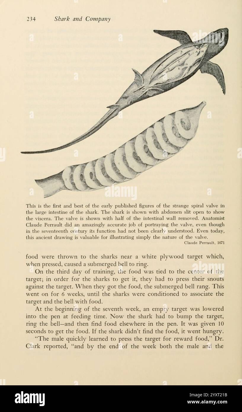 Shadows in the Sea, Philadelphia, Chilton Books, 1963, squalo, Woods Hole, Chondrichthyes, un'illustrazione che raffigura uno squalo e il suo rapporto con l'ambiente circostante, concentrandosi su un metodo di allenamento specifico utilizzato con l'animale. Il testo descrive uno studio precoce sul comportamento e le reazioni degli squali quando vengono presentati con il cibo, sottolineando il processo di addestramento utilizzato per condizionare lo squalo. La discussione include dettagli sull'attenzione dello squalo e sulle tecniche di alimentazione, evidenziando la dinamica dell'interazione umana con la vita marina. La menzione di una campana indica il processo di alimentazione, Foto Stock