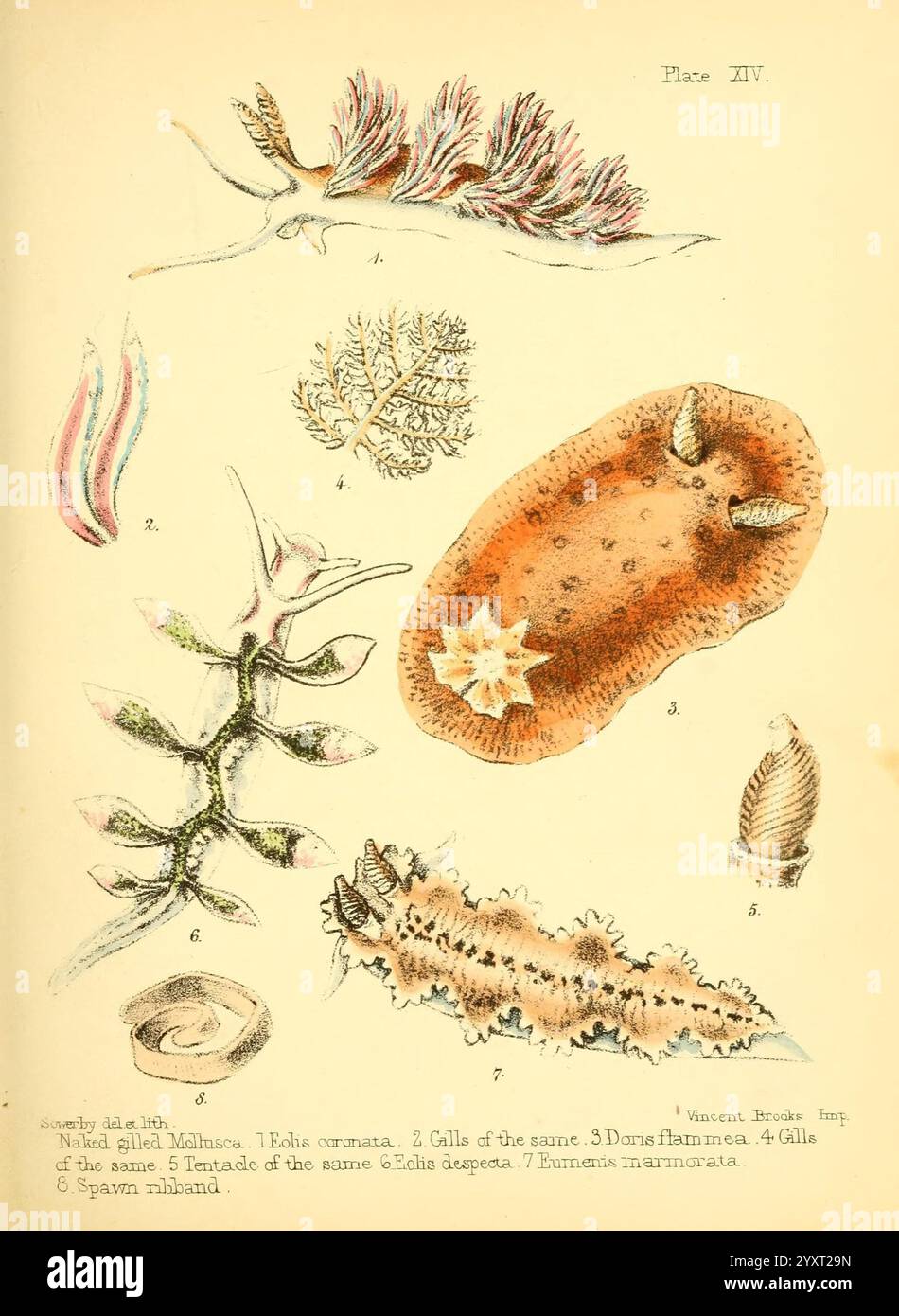 Popular History Aquarium animali marini d'acqua dolce piante Londra Lovell Reeve 1857 storia Biologia marina molluschi acquari acqua dolce Biologia Woods Hole Eolis Coronata Doris Flammea Eolis Despecta Eumenis Marmorata, Una collezione di organismi marini esposti in un formato illustrativo. La disposizione comprende varie forme di vita subacquea Foto Stock