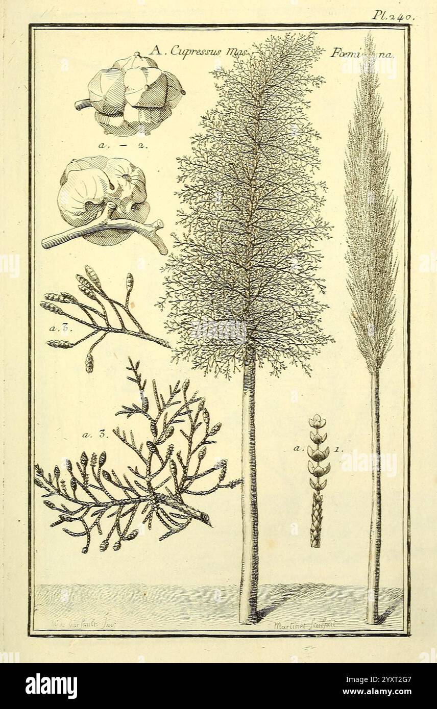 Les figures des plantes et animaux d'usage en medicine, Parigi, Desprez, 1764-1765, materia, medica, pittorica, opere, la composizione presenta una dettagliata illustrazione botanica, che mette in evidenza varie strutture vegetali. Al centro delle opere d'arte ci sono due alberi alti e sottili, raffigurati con intricati lavori di linea per mostrare il loro fogliame testurizzato e forme distinte. Sopra questi alberi è disposta una collezione di elementi botanici più piccoli, tra cui un cono di conifere finemente dettagliato, una struttura scheletrica che suggerisce una specie di pianta e segmenti di forme di ramificazione etichettati con numeri di riferimento. Ogni eleme Foto Stock