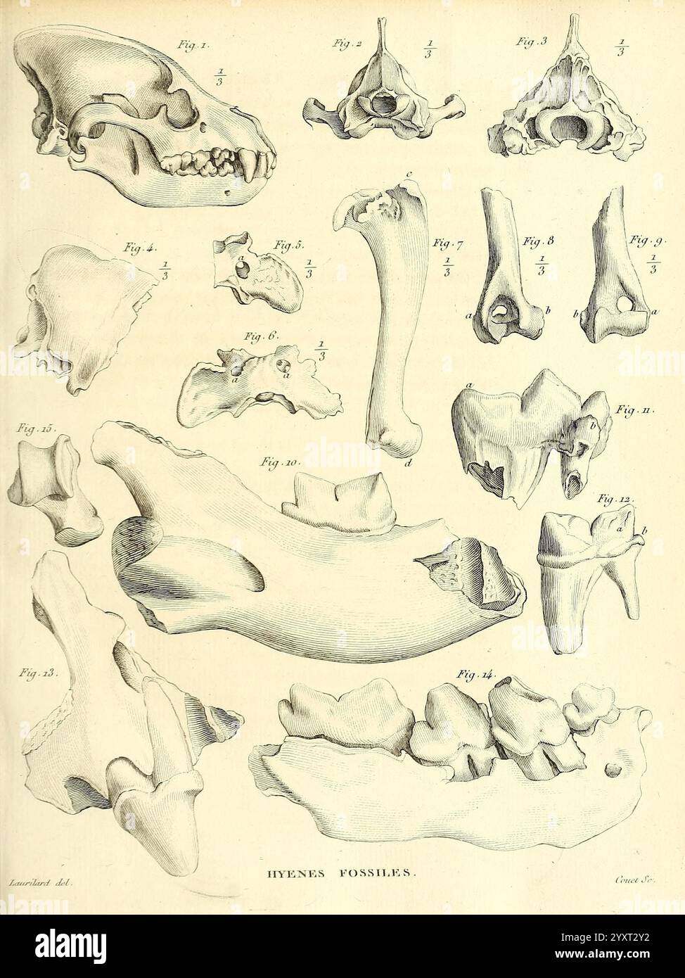 Recherches sur les ossemens fossiles de quadrupèdes Paris, Deterville, 1812, Francia, Geologia, mammiferi, fossili, paleontologia, regione di Parigi, vertebrati, fossile, questa illustrazione presenta una serie di disegni anatomici dettagliati che mostrano le strutture scheletriche delle iene. Le varie figure includono rappresentazioni del cranio, delle vertebre e delle ossa degli arti, ciascuna etichettata come riferimento. Il diagramma enfatizza le caratteristiche morfologiche uniche delle iene, come la forma distintiva del cranio e la struttura delle ossa degli arti, evidenziando i loro adattamenti per lo scavo e la caccia. L'arra Foto Stock