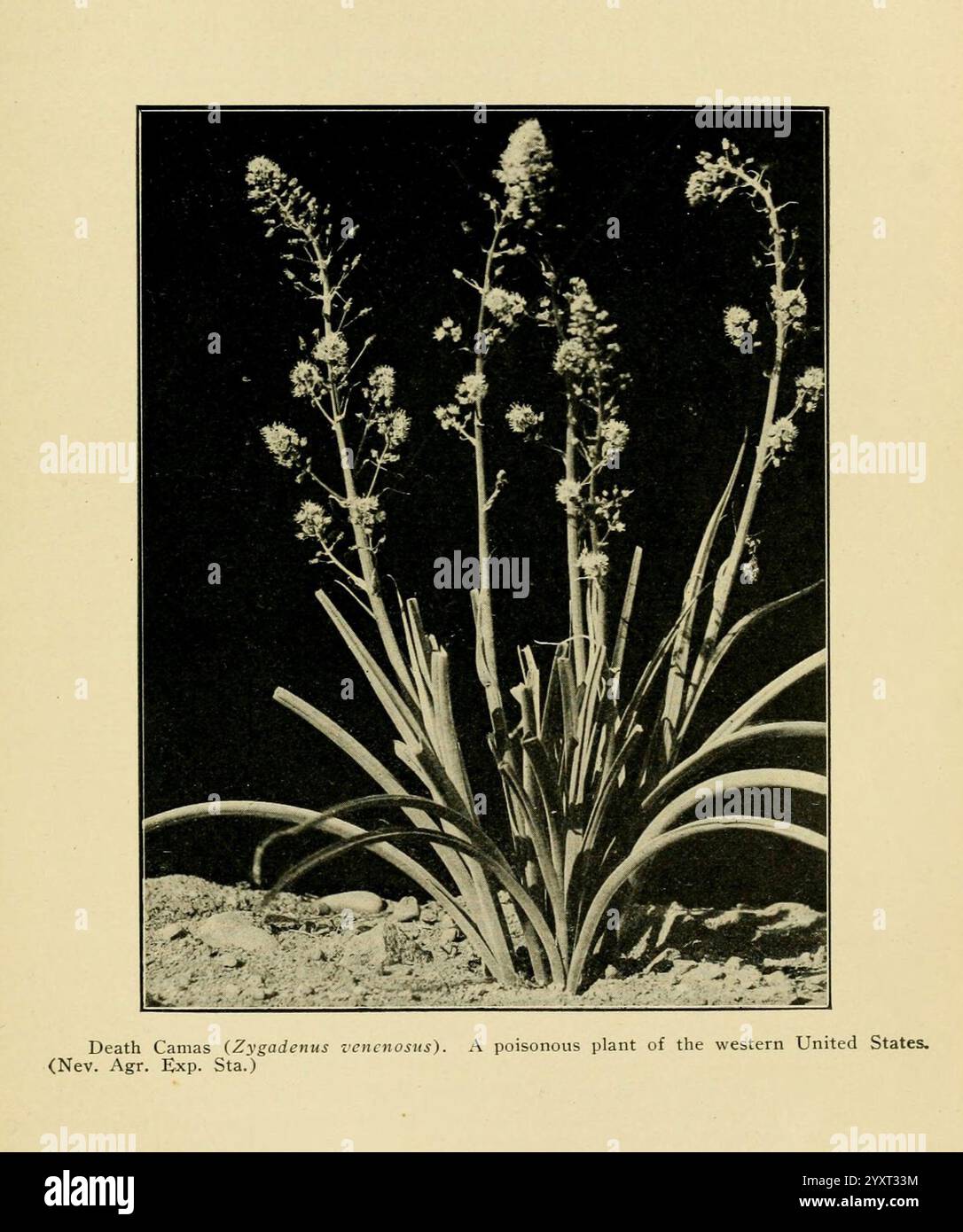 A Manual of Poisonous Plants Cedar Rapids, Ia, The Torch Press, 1910-11. Stati Uniti, piante velenose, il New York Botanical Garden, l'immagine mostra una pianta conosciuta come Camas della morte (Zigadenus venenosus). Questa specie, caratterizzata dalle sue foglie allungate e dalle delicate punte fiorite, è originaria degli Stati Uniti occidentali. I fiori sono piccoli e tubolari, tipicamente raggruppati in cima allo stelo, conferendogli un aspetto suggestivo. Tuttavia, è importante notare che questo impianto è tossico e deve essere maneggiato con cautela. La didascalia evidenzia il suo potenziale pericolo, fungendo da remi Foto Stock