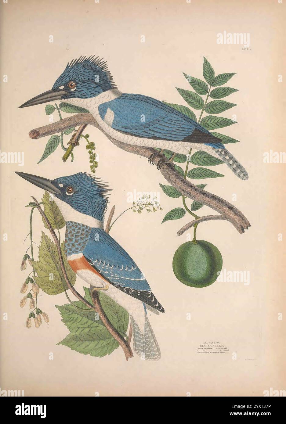 Illustrations of the American Ornithology of Alexander Wilson and Charles Lucian Bonaparte, Edinburgh, Frazer & Co, 1835, Birds, Stati Uniti, Nord America, opere pittoriche., l'illustrazione presenta due realistici kingfishers arroccati su rami adornati di foglie e piccoli frutti. Gli uccelli mostrano un pennacchio impressionante con sfumature di blu e sfumature di arancio, sottolineando le loro caratteristiche uniche, come i loro becchi allungati e le creste prominenti. Il fogliame che li circonda viene reso in modo complesso, evidenziando varie sfumature di verde e aggiungendo un contesto naturale alla scena. Una crusca Foto Stock