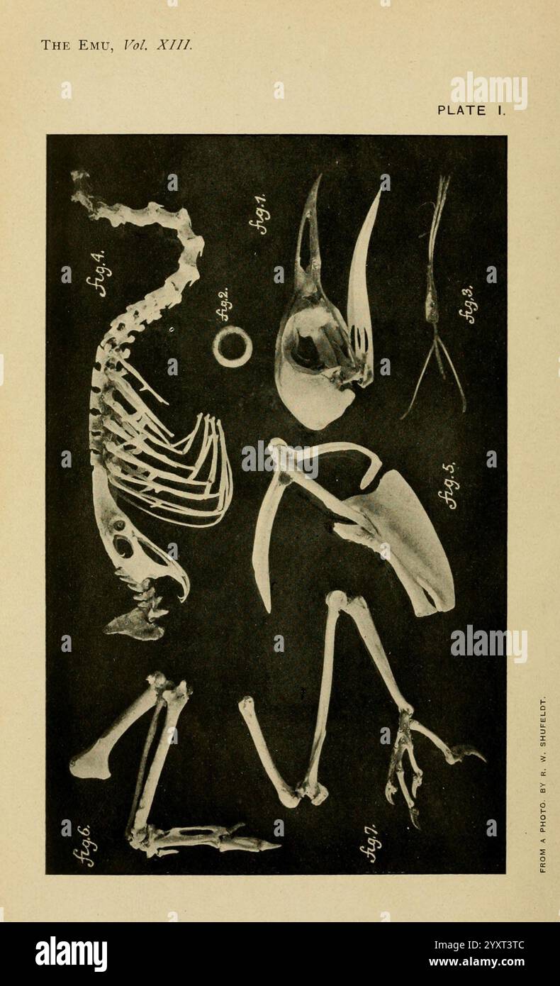The, EMU, Melbourne, Royal, Australasian, ornitologi, Unione, 1901, Australasia, uccelli, ornitologia, periodici, questa illustrazione dettagliata mostra varie strutture scheletriche di un uccello, disposte metodicamente per l'esame scientifico. L'anatomia presentata include uno scheletro completo, che mostra la colonna vertebrale, la gabbia toracica e le ossa degli arti, insieme a una struttura a becco e ad altre caratteristiche anatomiche. Le etichette sono posizionate strategicamente per indicare parti specifiche dello scheletro, facilitando l'identificazione e lo studio. L'attento posizionamento e la chiarezza dell'illustrazione evidenziano gli intricaci Foto Stock