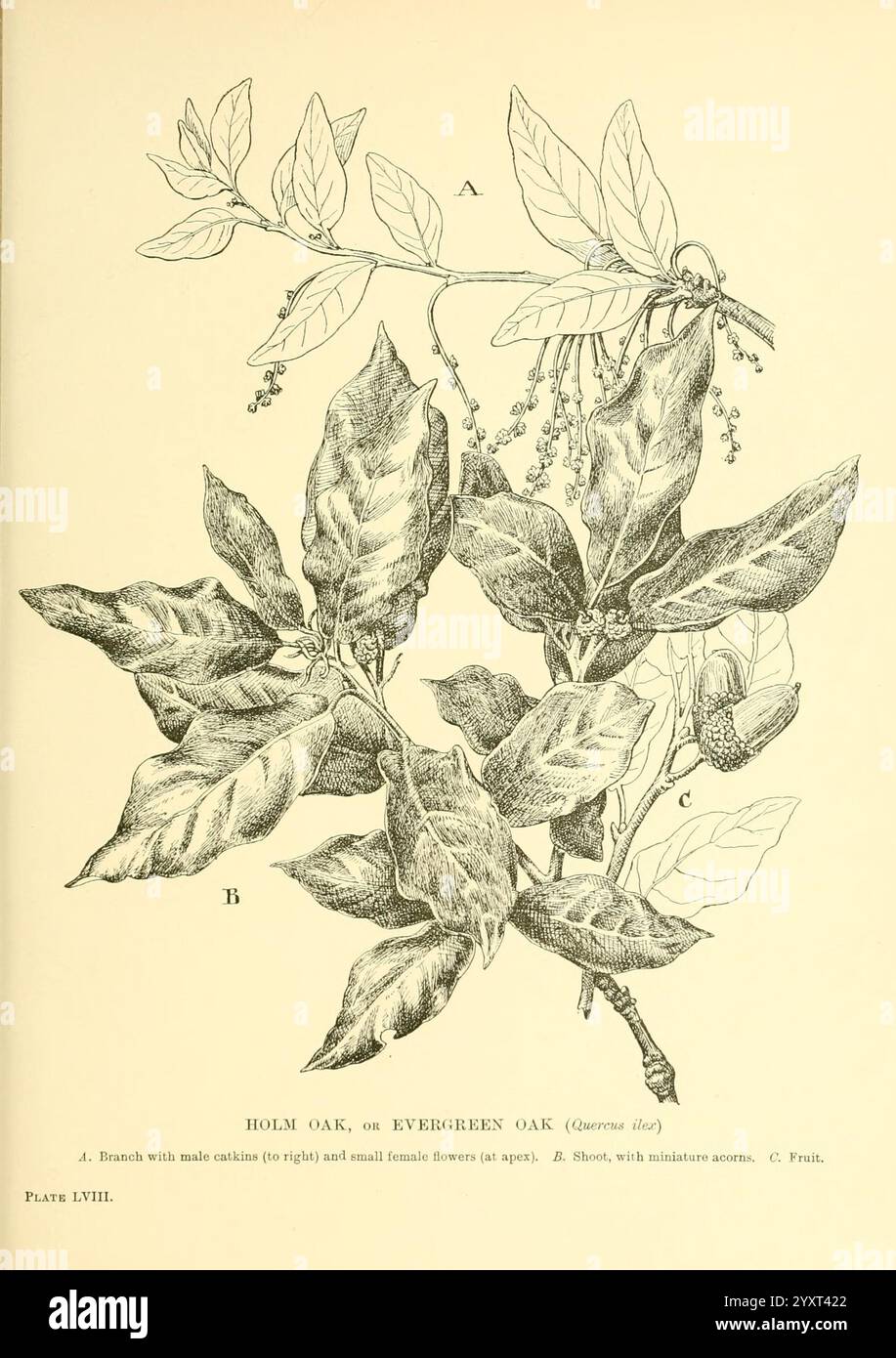 Alberi e arbusti delle Isole britanniche, Londra, Dent, 1909, botanica, gran Bretagna, arbusti, alberi, questa illustrazione raffigura il leccio, noto anche come quercia sempreverde (Quercus ilex). Presenta rappresentazioni dettagliate dei rami e delle foglie della pianta, mostrando la loro forma e struttura uniche. L'etichettatura indica parti della pianta: Le foglie sono indicate nella loro disposizione naturale, mentre i frutti, caratteristiche ghiande, sono illustrati per evidenziarne l'aspetto. L'opera d'arte sottolinea le caratteristiche botaniche del leccio, noto per la sua resilienza e adattabilità in vari modi Foto Stock