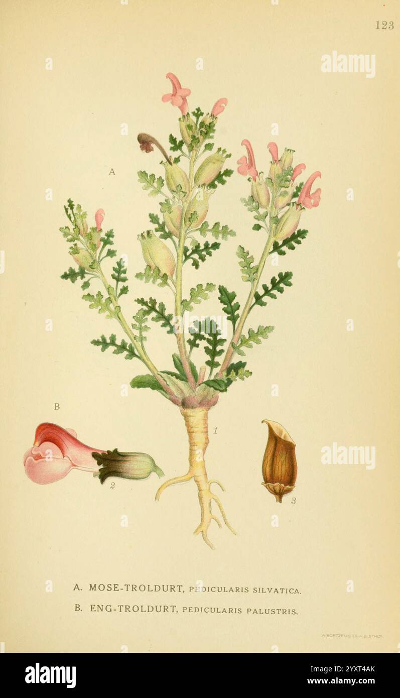 Billeder af nordens flora. v.1 København G.E.C. Gad's forlag 1917-1927. Piante Finlandia Scandinavia The New York Botanical Garden Pictorial Works Pedicularis palustris Pedicularis sylvatica, l'illustrazione mostra due specie di piante distinte etichettate come A e B. A, indicate come ''Mose-Troldurt'' (Pedicularis silvatica), presenta un fusto frondoso con piccoli fiori tubulari rosa raggruppati in cima. Le sue delicate foglie sono divise in modo pinnale, creando uno sfondo verde lussureggiante. La radice è visibile, visualizzando una tipica struttura taproot. B, chiamato ''Eng-Troldurt'' (Pedicularis palustris), mostra Foto Stock