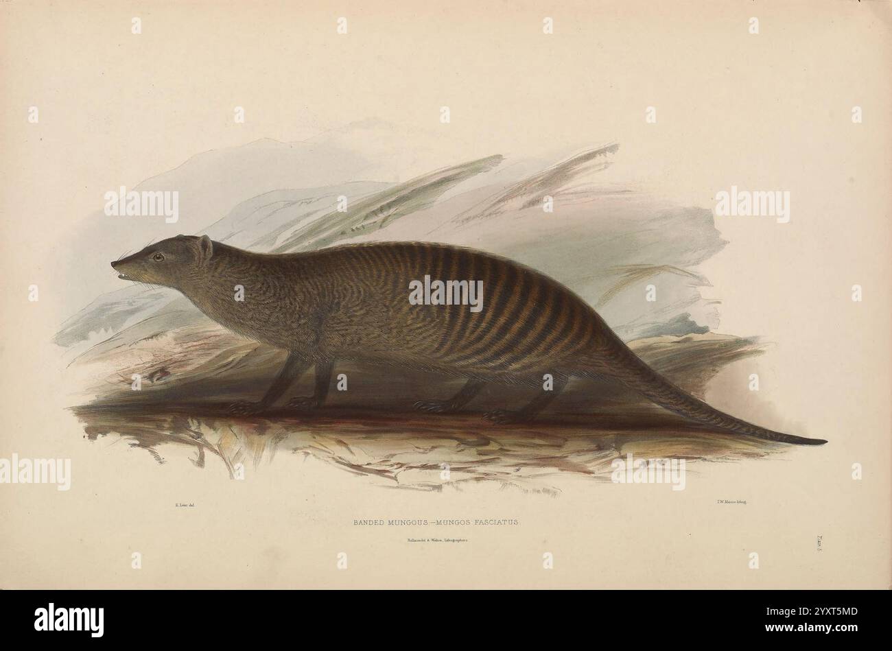 Sbirciatine della menagerie e voliera di Knowsley Hall Knowsley, stampate per distribuzione privata, 1846-50, opere pittoriche, ruminanti, zoologia, mammifero, questa illustrazione raffigura una creatura preistorica simile a un grande marsupiale allungato con strisce distinte lungo il suo corpo. Il suo corpo è essenziale, sostiene una lunga coda e si adatta a tutte le quattro, mostrando i suoi potenti arti. Lo sfondo presenta pennellate morbide e astratte che suggeriscono un ambiente naturale, migliorando il senso di movimento e vitalità. Questa specie, probabilmente proveniente da un'epoca in cui la fauna unica vagava per la terra, Foto Stock