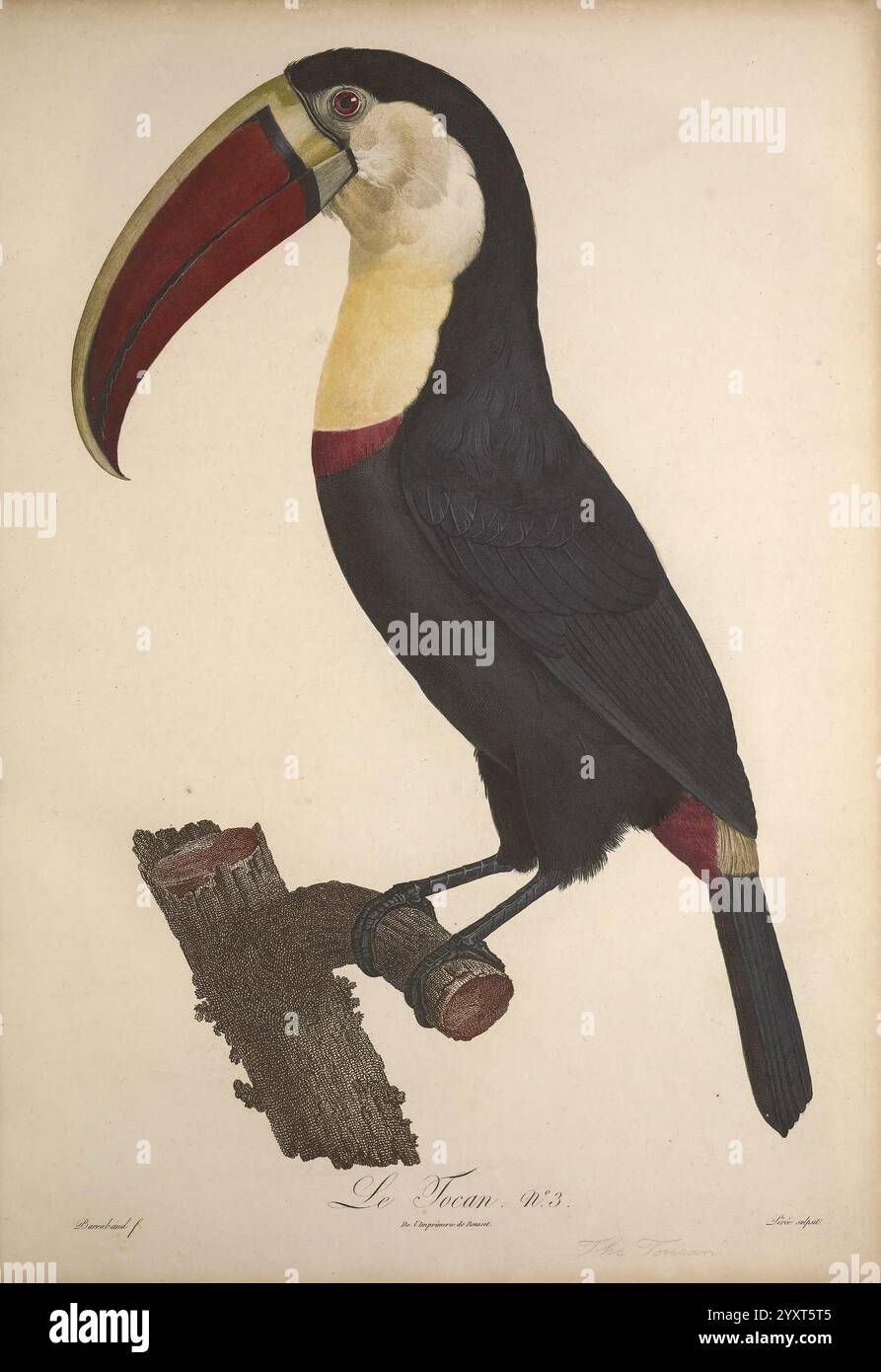 Histoire naturelle des oiseaux de paradis et des rolliers Paris Chez Denné le jeune Chez Perlet 1806 uccelli in lingua francese opere pittoriche Ramphastos toco Tour con becco rosso Jacques Barraband Artist 74094332.jpg, l'illustrazione presenta un suggestivo tour, che mostra in modo prominente il suo vivace becco allungato in sfumature di rosso e giallo. Il suo piumaggio è prevalentemente scuro con sfumature di bianco sulla gola e uno spruzzo di colore sulla coda. L'uccello è appollaiato su un ramo testurizzato, che mostra il suo corpo robusto e le caratteristiche distintive. Sotto il toucan, un'elegante iscrizione lo identifica come "le ve Foto Stock