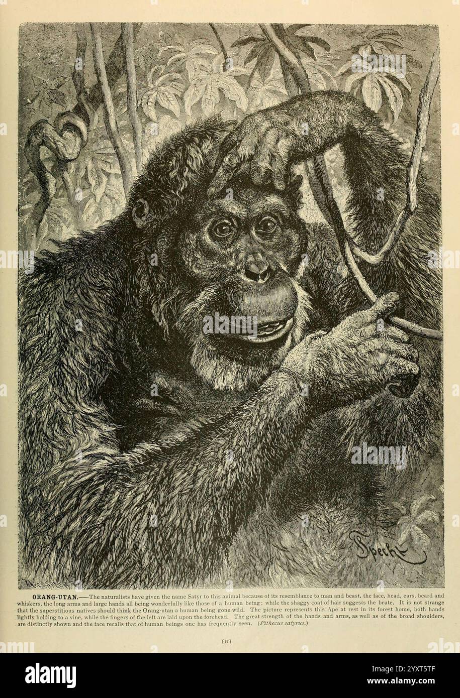 Brehm's Life of Animals, volume 1, Mammalia, Chicago, Marchese, 1895, orangotango, mammiferi, orangotango Borneo, comportamento animale Pongo pygmaeus, un orangotango è raffigurato in un ambiente naturale, mostrando la sua espressione premurosa mentre è seduto tra fitte fogliame. La pelliccia scura della creatura contrasta con il verde circostante, enfatizzando le sue caratteristiche facciali e gli occhi espressivi. Una mano sostiene la sua testa, suggerendo la contemplazione, mentre l'altra è sollevata, forse indicando curiosità o interazione con il suo ambiente. La rappresentazione dettagliata cattura le complesse texture della pelliccia e del lu Foto Stock