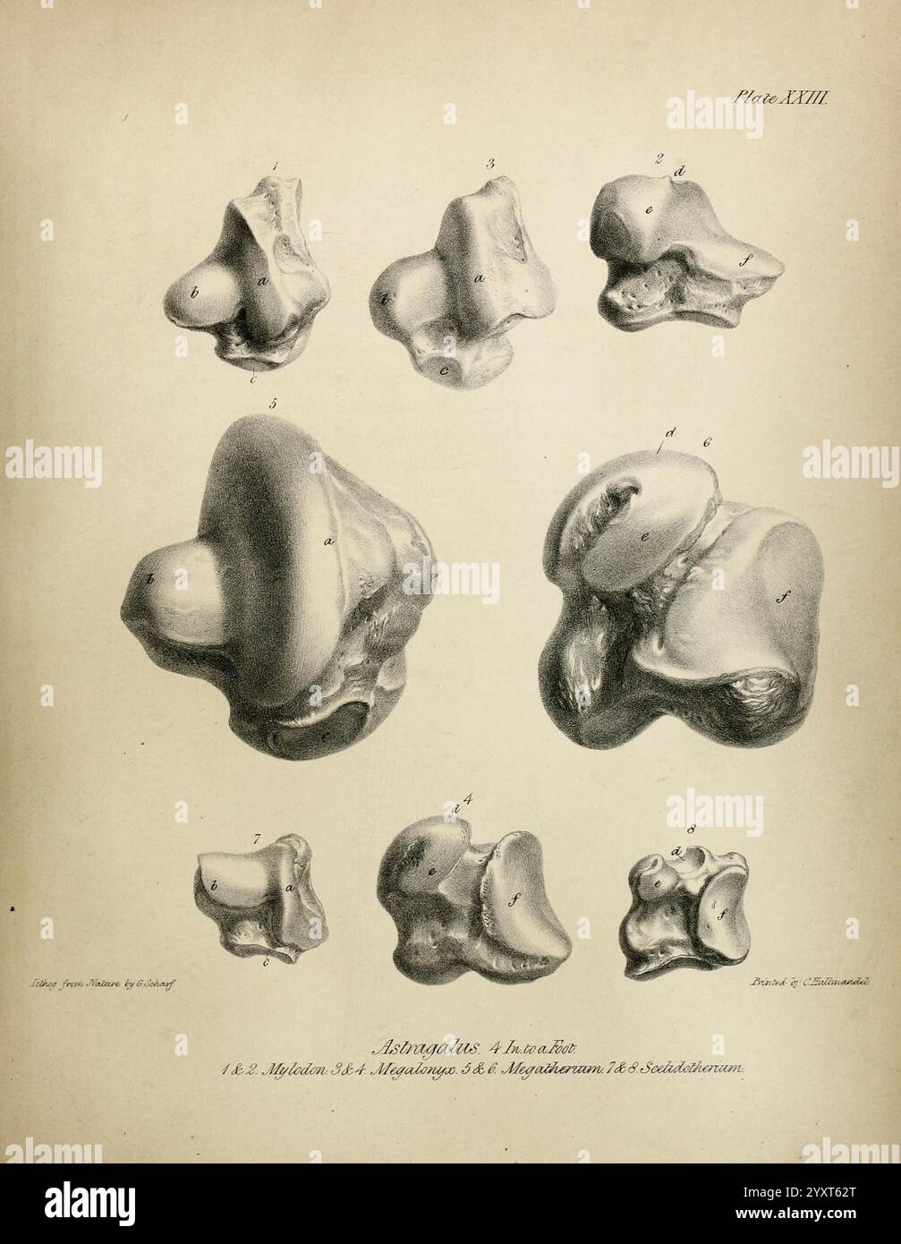 Descrizione dello scheletro di un gigantesco Sloth estinto, Mylodon robustus, Owen, con osservazioni sui quadrupedi megalaterioidi in generale, Londra, 1842., Una raccolta di strutture ossee illustrate che mostrano vari dettagli anatomici, etichettati da 1 a 8. Ogni illustrazione evidenzia le caratteristiche uniche dei diversi elementi vertebrali e scheletrici, con linee intricate e ombreggiature che enfatizzano profondità e consistenza. Questo diagramma educativo serve come riferimento per lo studio dell'anatomia, in particolare concentrandosi sulla morfologia di particolari ossa e sulle loro caratteristiche. Le annotazioni forniscono co Foto Stock