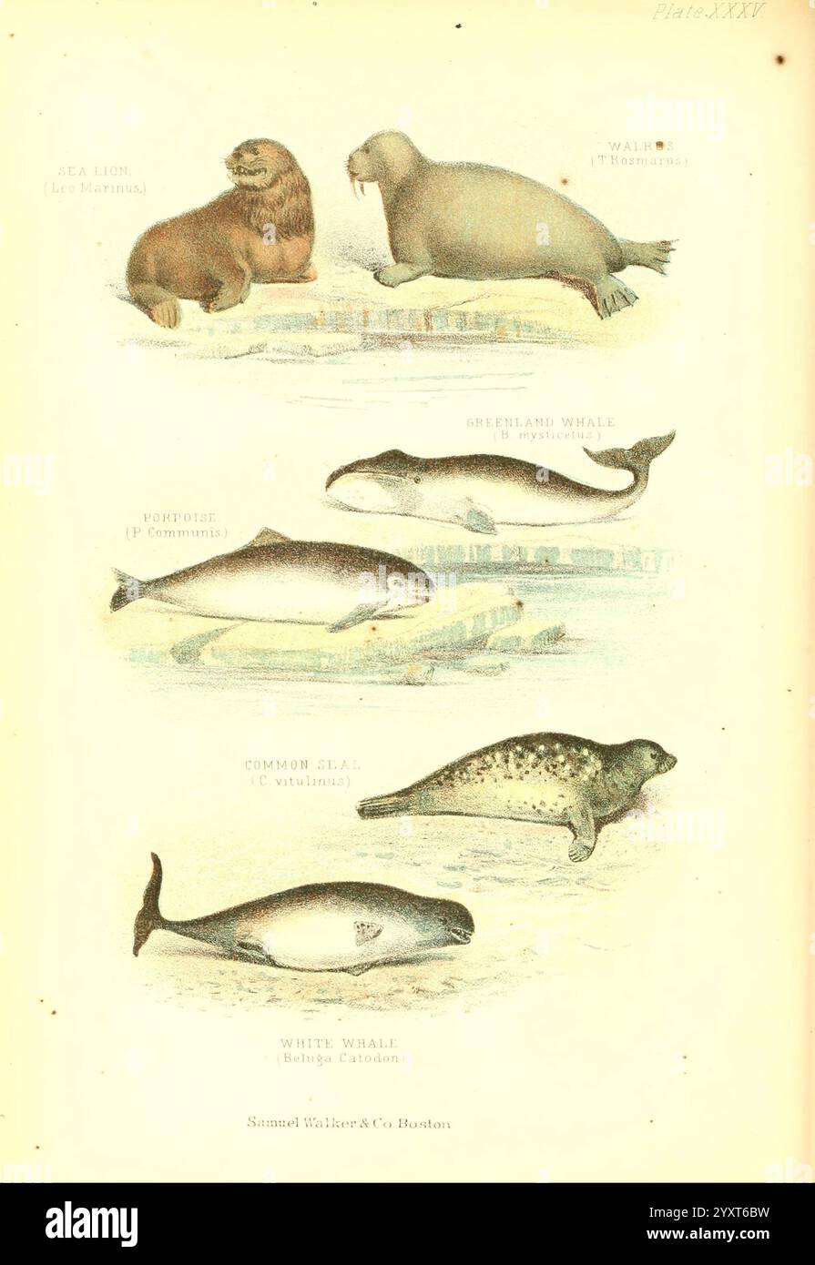 Il mondo vivente. v.1, Boston, Samuel Walker & Co, 1868-1870, c1868, antropologia, opere pittoriche, zoologia, leone marino, mammiferi marini, tricheco, odobenus rosmarus, balenottere, balaena mysticetus, balena groenlandese, balenottera artica, porpoise, foca marina, phoca vitulina, foca comune, balena beluga, delfinapterus leucas, balena bianca, canarino marino, testa di melone, l'illustrazione raffigura una serie di mammiferi marini, raffiguranti varie specie in un layout scientifico ed educativo. Nella parte superiore, un'illustrazione di un leone marino, caratterizzato dalla sua criniera espressa e dal corpo allungato, è accompagnata da un tricheco, Foto Stock