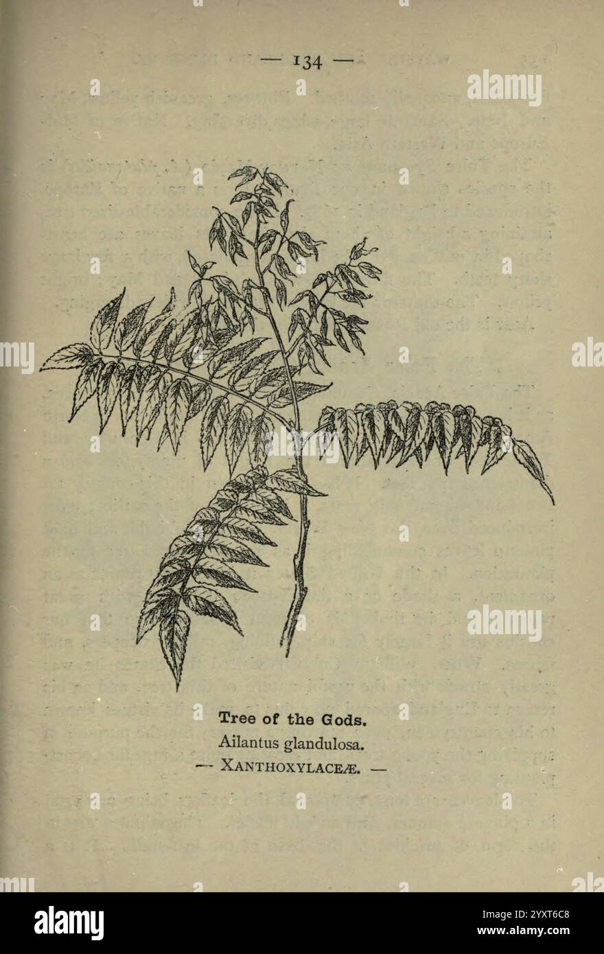 Wayside, e, boschi, fioriture, Londra, F, Warne, 1895, Gran Bretagna, fiori selvatici, identificazione, botanica, Ailanthus, altissima, un'illustrazione dell'albero degli dei, scientificamente chiamato Ailanthus glandulosa. L'immagine mostra la struttura a foglia distinta della pianta, con volantini allungati e dentellati disposti in un motivo piuma lungo uno stelo centrale. Sotto l'illustrazione, il nome della specie è chiaramente etichettato, insieme alla famiglia botanica, Xanthoxylaceae. Questa rappresentazione mette in evidenza le caratteristiche uniche dell’albero, fornendo un riferimento educativo per gli appassionati di botanica. Foto Stock