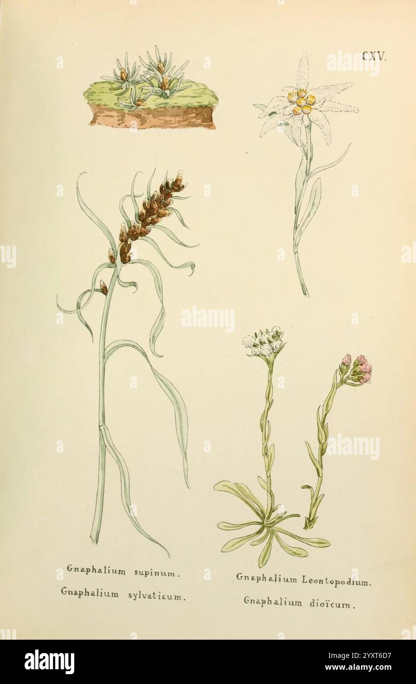 Fiori, of, Engadine, Winchester, stampato, per, autore di, Warren e, figlio, 1891 anni, engadina, fiori, pittorico, opere, piante, svizzera, l'illustrazione presenta quattro studi botanici di diverse specie del genere Gnaphalium. Nell'angolo in alto a sinistra, Gnaphalium supinum presenta piccoli e delicati fiori gialli con foglie verdi fini. In alto a destra è evidenziato il Gnaphalium sylvaticum, caratterizzato da un ammasso di fiori bianchi e soffici in cima a steli sottili. Qui sotto è raffigurato il Gnaphalium Leontopodium, che mostra i suoi distinti fiori simili a stelle. Infine, in basso a destra, Gnaphaliu Foto Stock