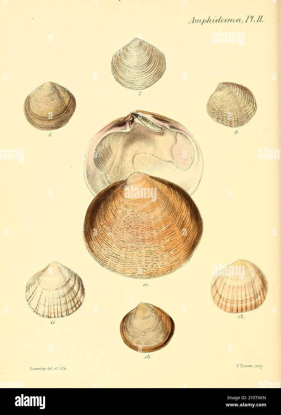 Conchologia iconica, o Illustrations of the Shells of Molluscous Animals London, Reeve Brothers, 1843-1878. Molluschi, opere pittoriche, conchiglie, un'illustrazione che presenta diversi tipi distinti di conchiglie, mostrando una varietà di forme e texture. La composizione comprende un grande guscio centrale circondato da campioni più piccoli, ciascuno etichettato con numeri che ne indicano la classificazione. Le conchiglie presentano una vasta gamma di motivi, da superfici lisce e lucide a quelle con nervature e strisce. Questa rappresentazione dettagliata evidenzia la diversità all'interno della famiglia shell, sottolineando il Foto Stock