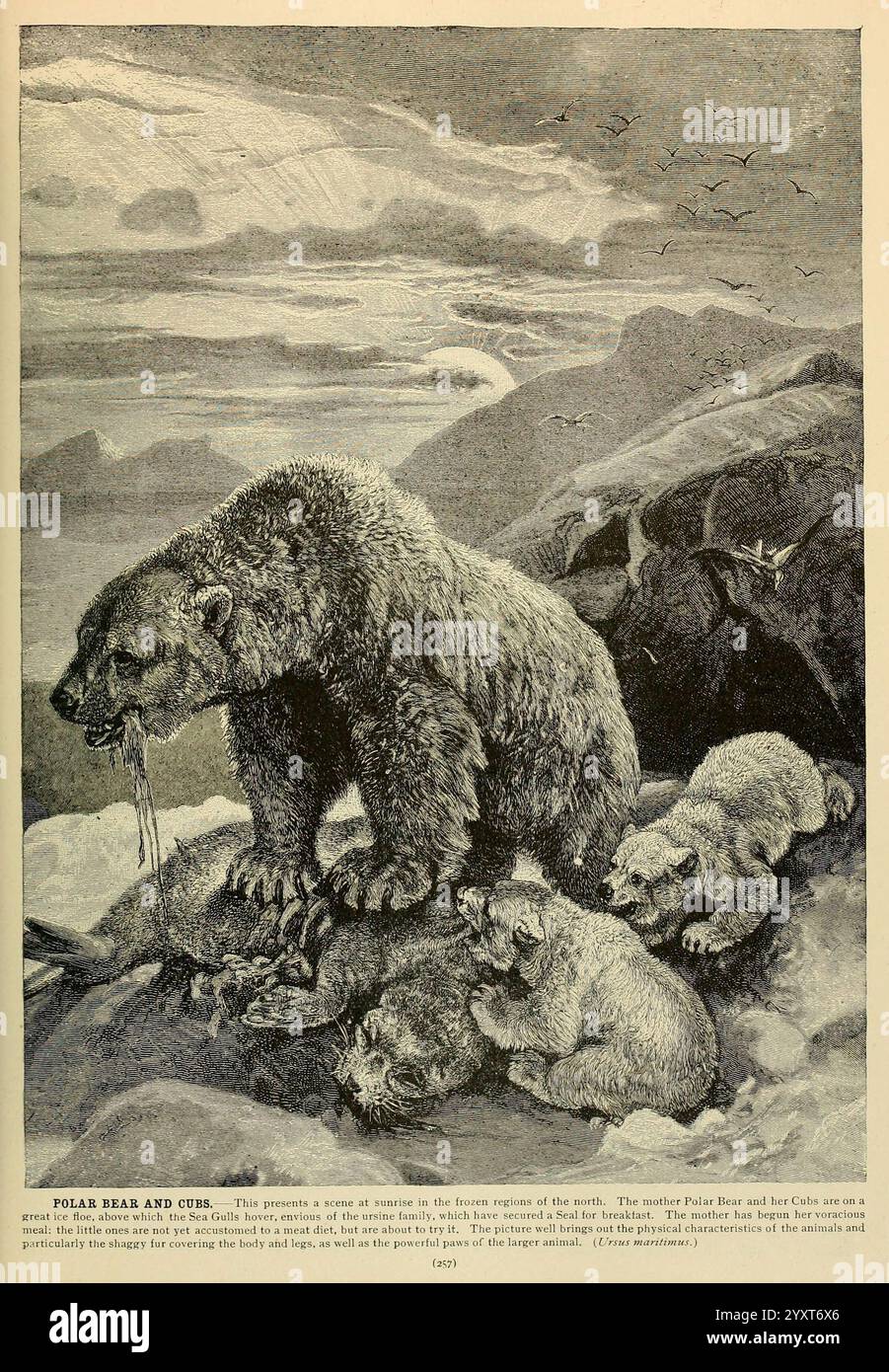 Brehm's Life of Animals, volume 1, Mammalia, Chicago, Marchese, 1895, orso, orso polare, mammiferi, comportamento animale Ursus maritimus, tassonomia, famiglia Ursidae, la scena raffigura un orso polare con i suoi cuccioli nel loro habitat naturale, mostrando il maestoso e aspro paesaggio artico. L'orso adulto sta proteggendo contro i suoi giovani, che esplorano giocosamente i dintorni. Lo sfondo presenta un cielo spettacolare, con nuvole che indicano un'atmosfera fredda, mentre il terreno roccioso trasmette le sfide della sopravvivenza in questo ambiente. Questa illustrazione cattura un momento tenero di legame familiare Foto Stock Brehm's Life of Animals, volume 1, Mammalia, Chicago, Marchese, 1895, orso, orso polare, mammiferi, comportamento animale Ursus maritimus, tassonomia, famiglia Ursidae, la scena raffigura un orso polare con i suoi cuccioli nel loro habitat naturale, mostrando il maestoso e aspro paesaggio artico. L'orso adulto sta proteggendo contro i suoi giovani, che esplorano giocosamente i dintorni. Lo sfondo presenta un cielo spettacolare, con nuvole che indicano un'atmosfera fredda, mentre il terreno roccioso trasmette le sfide della sopravvivenza in questo ambiente. Questa illustrazione cattura un momento tenero di legame familiare Foto Stock