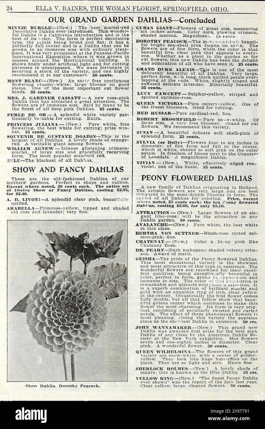 La meravigliosa nuova rosa Hoosier Beauty, Springfield, Ohio, Baines, [1918], fiori, rose, semi, cataloghi, piante ornamentali, bulbi, piante, cataloghi commerciali, industria e commercio dei semi, storie di giardini, in fiore, il testo contiene un articolo sulle dalie, che mette in evidenza vari tipi, come "Show Dahlia" e "Peony Flowered Dahlias". Comprende una sezione dedicata alla coltivazione e alle caratteristiche di questi fiori, che descrive le diverse varietà e il loro fascino estetico. Il pezzo enfatizza i consigli per il giardinaggio e mostra nomi specifici di dahlia come ''Daisy Peacock', mentre evoca un Foto Stock