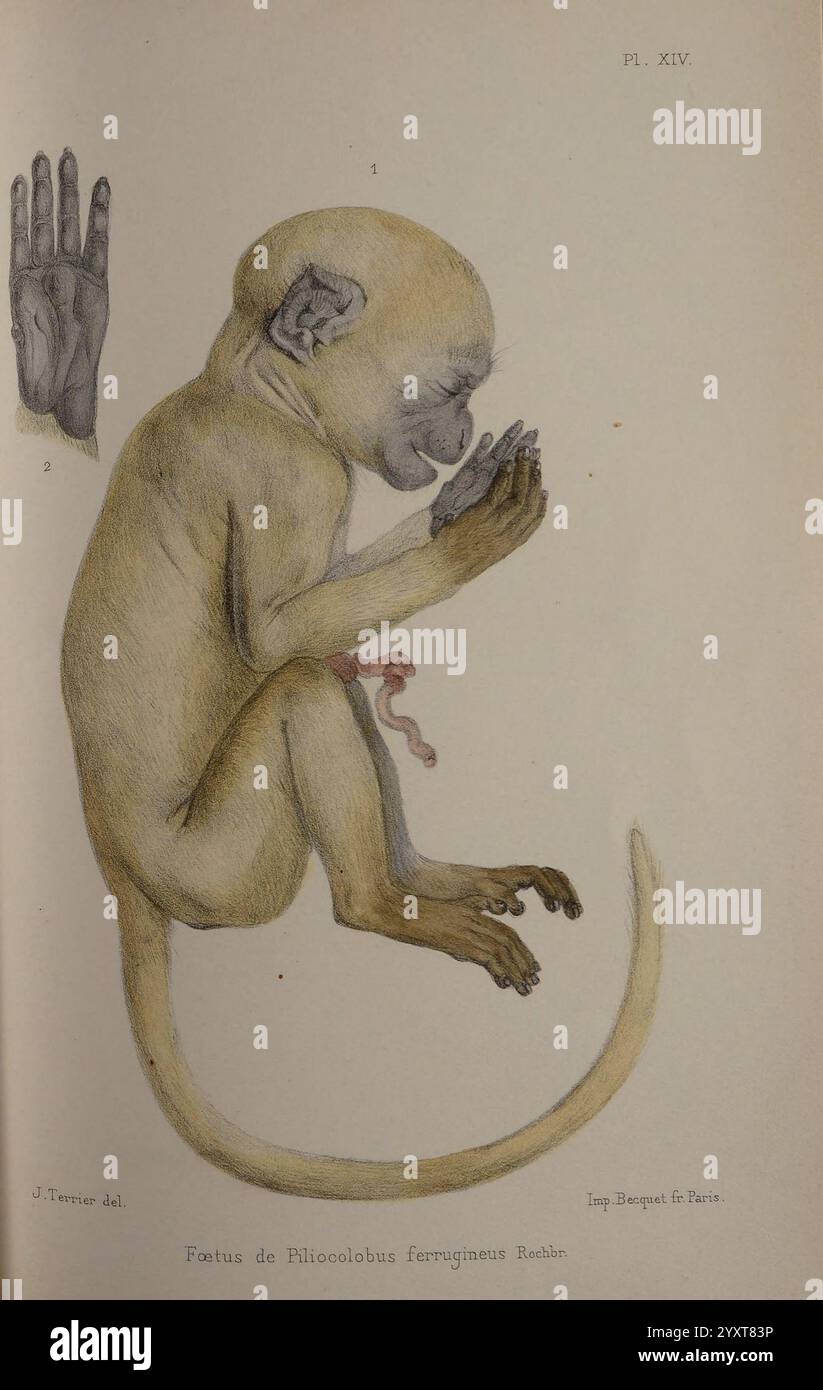 Faune de la Sénégambie, Parigi, O. doin, 1883-1887, Africa, Senegambia, Zoologia, Un'illustrazione dettagliata raffigura una figura snella e arricciata di un giovane primate, che mostra le caratteristiche anatomiche e la struttura del suo corpo. Il rendering della creatura è incentrato sulla consistenza della pelliccia, sulle proporzioni degli arti e sulle caratteristiche del viso. Una mano è ben visibile accanto, sottolineando la struttura scheletrica e muscolare del primate. L'immagine fornisce una prospettiva scientifica sulla sua anatomia, contribuendo alla comprensione dello sviluppo del primato. Foto Stock