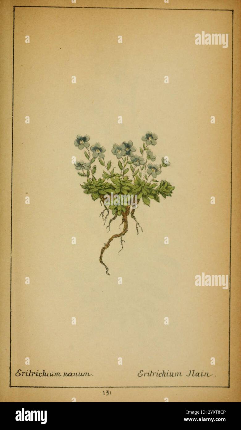 Choix de plantes de l'Europe centrale et particulièrement de la Suisse et de la Savoie Genève, F. Richard, 1878. Europa, centrale, opere pittoriche, impianti, Savoia, Francia e Italia, Svizzera, il Giardino Botanico di New York, Eritrichium nanum, questa illustrazione mostra una delicata pianta fiorita con fiori azzurri pallidi in cima a un gruppo di foglie verdi vivaci. La composizione evidenzia le graziose curve e i dettagli intricati dei petali, mentre le radici sono parzialmente visibili, mostrando il legame della pianta con il suolo. Ad accompagnare il soggetto botanico ci sono i nomi scientifici ''Eritric Foto Stock