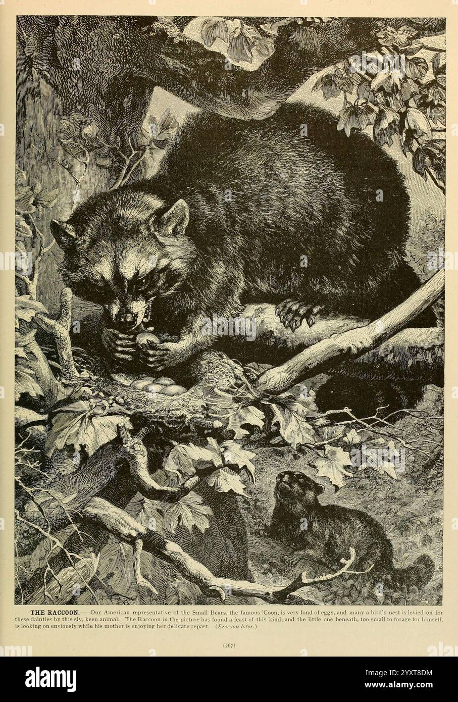 Brehm's Life of Animals, volume 1, Mammalia, Chicago, Marchese, 1895, procione, mammiferi, comportamento animale Procyon lotor, Un'illustrazione dettagliata di procioni raffigurati in un ambiente naturale, che mostra la loro natura giocosa e curiosa. In primo piano c'è un procione seduto tra i rami, che si coinvolge con l'ambiente circostante, mentre un altro procione è posizionato in modo giocoso nelle vicinanze. I dettagli intricati evidenziano la consistenza della pelliccia dei procioni, lo sfondo frondoso e l'atmosfera generale del loro habitat, riflettendo la loro adattabilità in natura. La scena cattura l'essenza di questi anim notturni Foto Stock