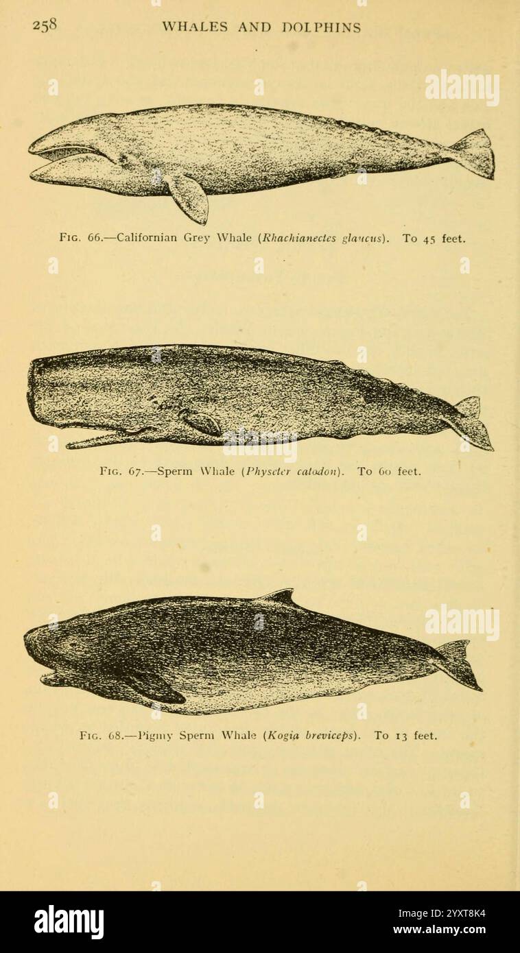 Libro di campo dei pesci giganti, New York, G. P. 1949, balene, Woods Hole, pesci, Eschrichtius robustus, Physeter, Kogia breviceps, una raffigurazione illustrata che mostra tre diverse specie di balene. In cima, è rappresentata la balena grigia californiana, nota scientificamente come *Eschrichtius robustus*, che raggiunge in genere lunghezze fino a 45 piedi. Al centro, è illustrato lo sperma balena, *Physeter macrocephalus*, caratterizzato dalla sua caratteristica testa grande e una dimensione che può raggiungere fino a 60 piedi. Infine, la balena di sperma pigmeo, *Kogia breviceps*, è presente in fondo, nota per la sua S Foto Stock