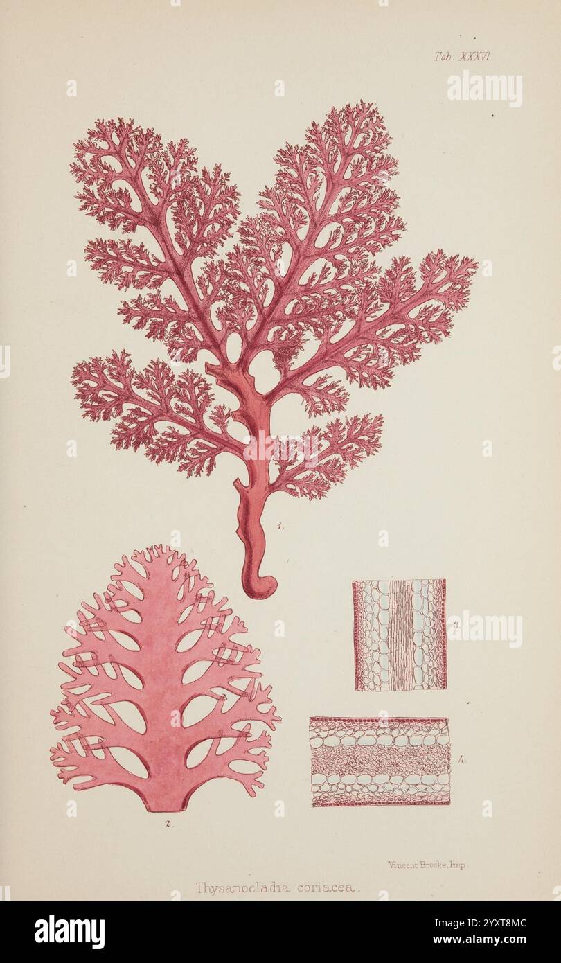 Nereis australis, alghe dell’oceano meridionale, Londra, Reeve Brothers, 1847-1849, alghe marine, oceano Indiano, Antartide, Oceano Pacifico, alghe, Museo Victoria, alghe marine, Thyrsophoraceae, William Henry Harvey, artista , biodiversità marina, l'immagine mostra un'intricata illustrazione di varie forme di alghe marine, in particolare della specie Thysanosiphon anastomosans. Il punto focale centrale è una rappresentazione dettagliata della fronda, caratterizzata da elaborati motivi ramificati che assomigliano a un albero con strutture finemente divise simili a foglie. Intorno a questa illustrazione principale sono più piccole Foto Stock