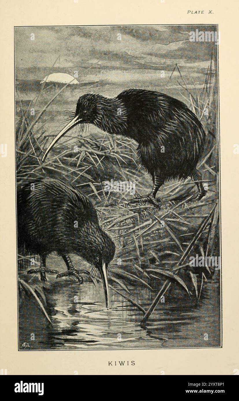 Lost and Vanishing Birds, Londra, J. Macqueen, 1898, Inghilterra, uccelli, kiwi, dinosauria, uccelli senza volo, kiwi, apteryx, uccelli estinti, kiwi bruno meridionale, apteryx australis, 598208, uccelli rari, kiwi comuni, novae ratitae, due kiwi sono raffigurati in foraggio lungo il bordo di una superficie d'acqua riflettente, circondata da alte erbe e canne. Un kiwi si trova più vicino all'acqua, sbirciando curiosamente al suo riflesso, mentre l'altro è leggermente più distante, con la testa piegata in basso mentre cerca cibo. Lo sfondo suggerisce un paesaggio sereno, forse al crepuscolo, con una luce soffusa che illumina Foto Stock