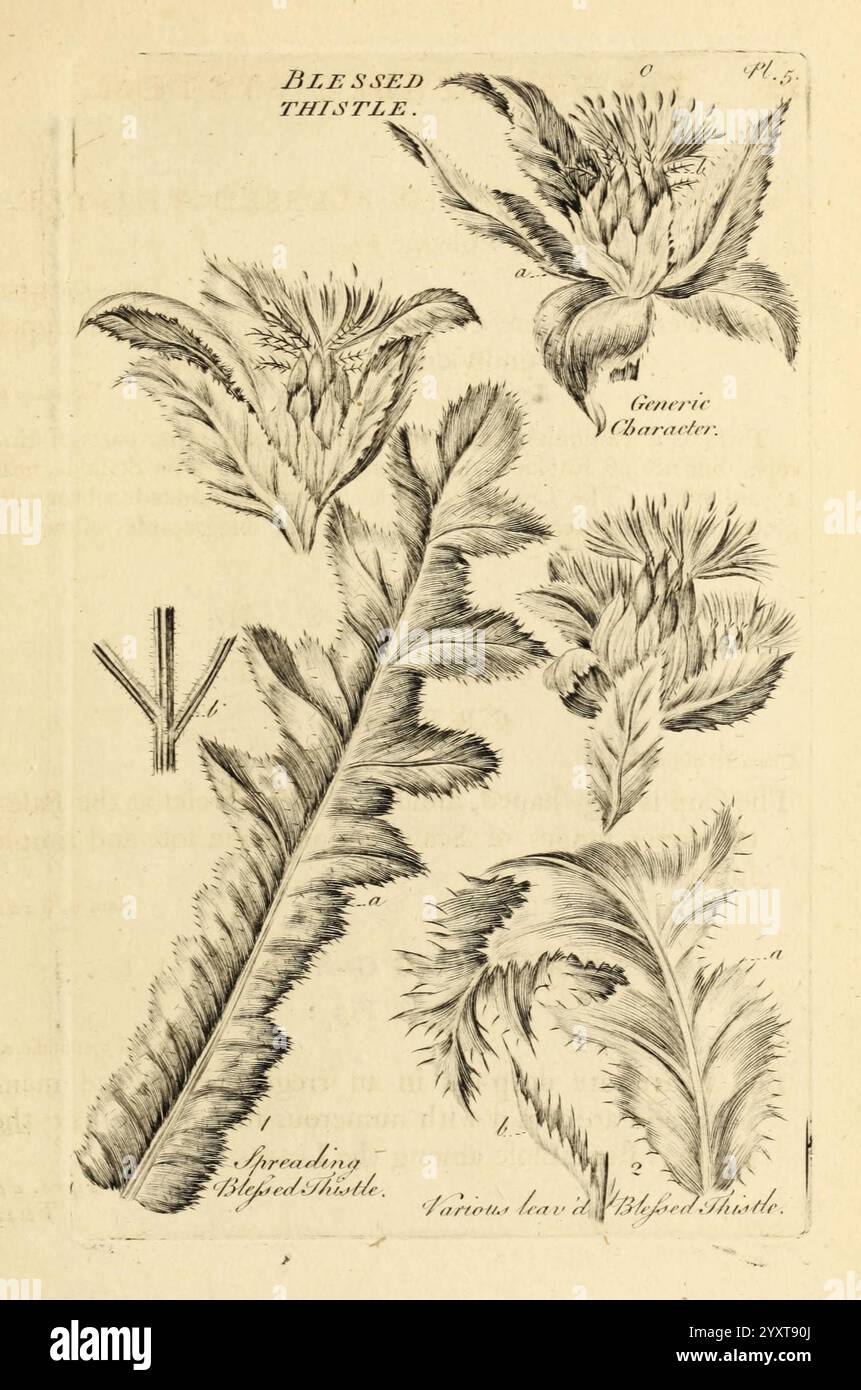 The Vegetable System, Londra, 1759-1763, botanica, opere pittoriche. l'illustrazione raffigura la pianta del Beato Cardo, che mostra la sua struttura floreale unica e le sue foglie appuntite. In alto a sinistra, il fiore è raffigurato con dettagli intricati, evidenziando la sua caratteristica fioritura. Sotto di essa, sono illustrate le abitudini di diffusione della pianta, sottolineando le sue foglie larghe e frastagliate. La delicata linea cattura le consistenze organiche e le forme del cardo, con annotazioni che indicano le varie parti della pianta. Il layout offre una rappresentazione botanica storica, sottolineando il significato della B. Foto Stock