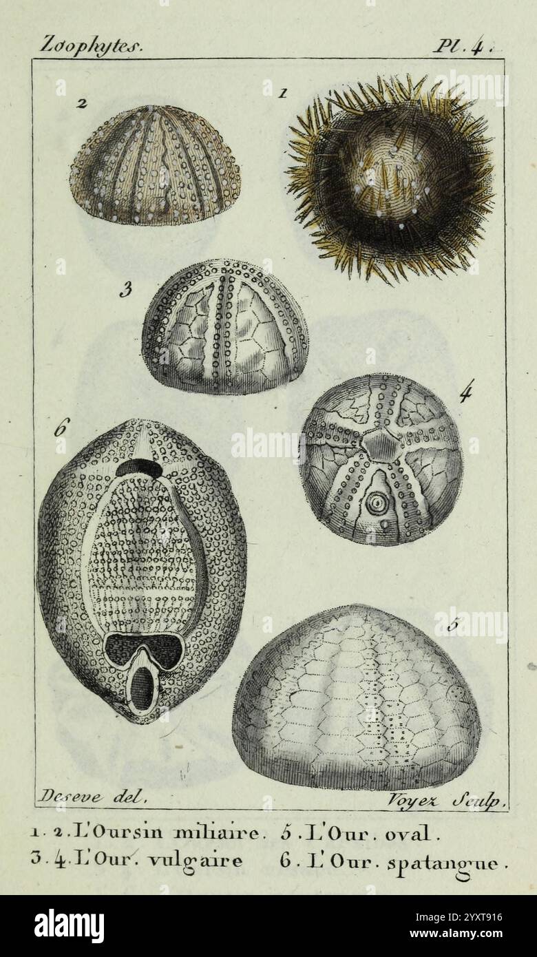 Atlas des zoophytes, Paris, Roret, libraire rue Hautefeuille, au coin de celle du battoir, . Annelida, Atlases, Cnidaria, Echinodermata, anguille, elminti, vermi, echinodermi, Un'illustrazione dettagliata che mostra vari tipi di echinodermi, in particolare ricci di mare e specie affini. La disposizione comprende sei figure distinte etichettate da 1 a 6, ciascuna delle quali rappresenta caratteristiche e strutture anatomiche uniche. Rivelano la diversità nelle forme e nelle texture, che vanno dalle superfici appuntite alle forme lisce e arrotondate. I dettagli intricati evidenziano le classificazioni e le caratteristiche biologiche di Foto Stock