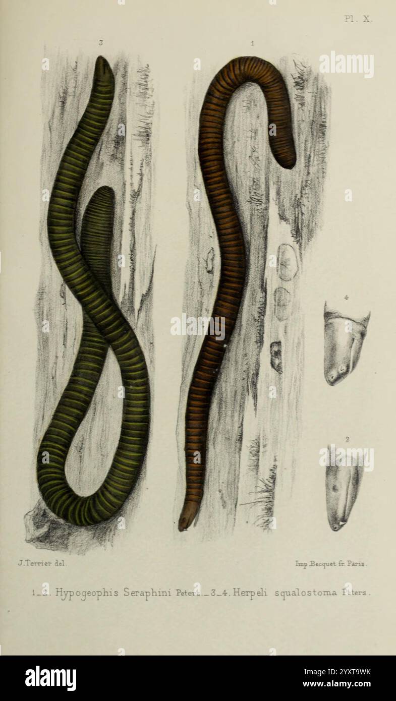 Faune de la Sénégambie, Parigi, O. doin, 1883-1887, Africa, Senegambia, Zoologia, Museo di Zoologia comparata, l'illustrazione presenta due creature a serpentina allungate posizionate l'una accanto all'altra su uno sfondo testurizzato. La creatura a sinistra mostra una tonalità verdastra con strisce più scure, mentre quella a destra è una tonalità marrone più uniforme. Sopra ogni serpente, le etichette numerate indicano le rispettive specie: La prima è identificata come *Hypogeophis Seraphinis Peters*, e la seconda come *Herpeles aqualostoma Peters*. Al di sotto dei serpenti, vengono forniti ulteriori dettagli anatomici, Foto Stock