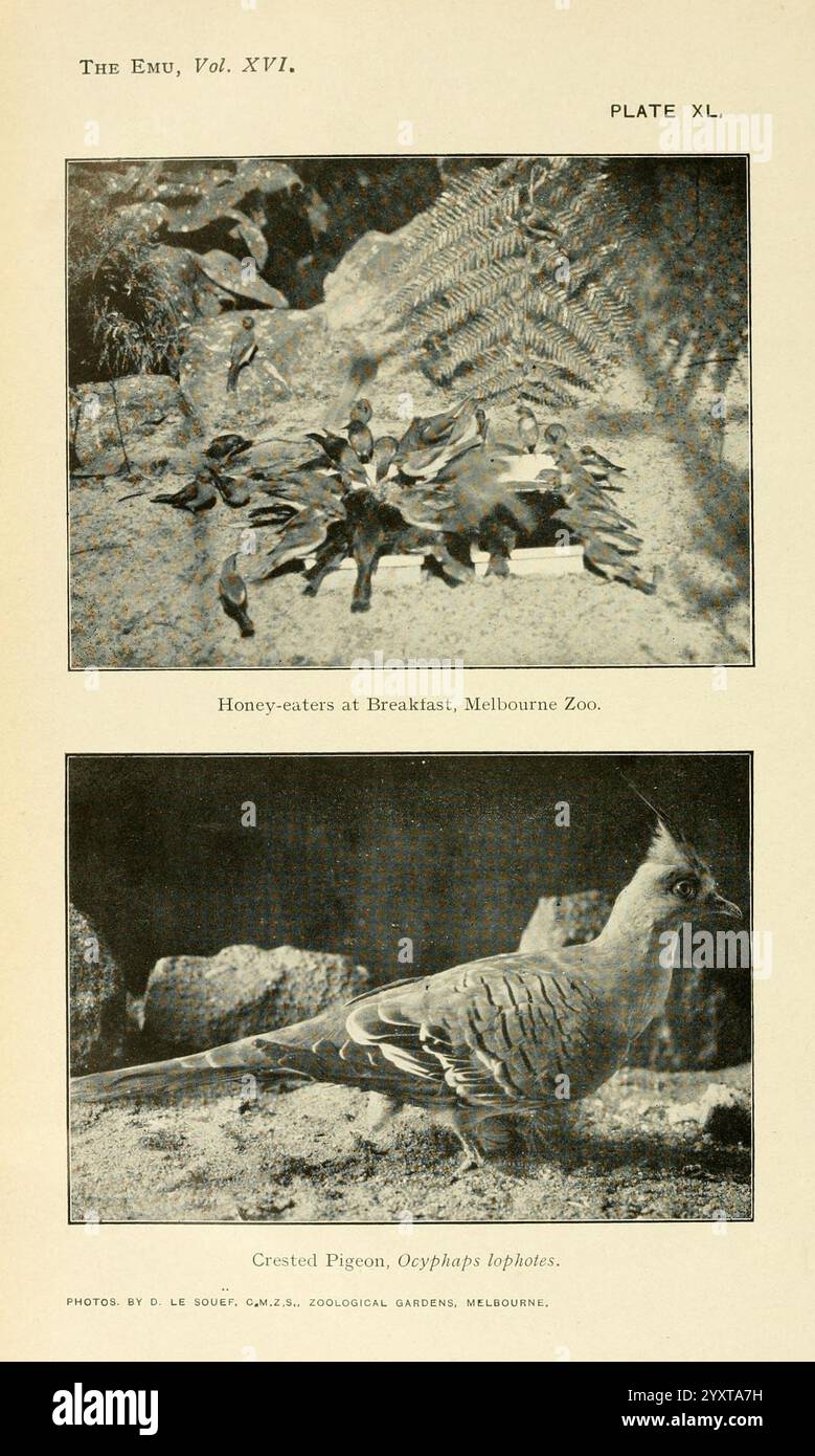 The, EMU, Melbourne, Royal, Australasian, ornitologi, Unione, 1901, Australasia, uccelli, ornithology, periodici, l'illustrazione presenta due scene distinte. La sezione superiore raffigura un vivace raduno di mangiatori di miele, un gruppo di uccelli noti per la loro vibrante attività, mentre si gusta la colazione allo Zoo di Melbourne. Intorno a loro, le felci lussureggianti aggiungono un tocco di verde all'ambiente, creando una vivida atmosfera di natura e fauna selvatica. Foto Stock