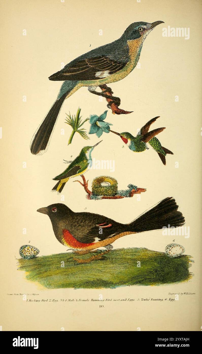 Ornitologia americana, o la storia naturale degli uccelli degli Stati Uniti, Petter & Galpin [187-]. Birds, Stati Uniti, colibrì dalla gola rubina, Archilochus colubris, Mimus polyglottos, uccello del nord, Pipilo erythrophthalmus, punta orientale, l'illustrazione presenta una varietà di uccelli, mostrando i loro colori e le loro caratteristiche distintive. In cima, un uccello più grande mostra un piumaggio vivace con motivi intricati, arroccato graziosamente. Sotto di esso, gli uccelli più piccoli mostrano una gamma di sfumature, tra cui verdi e blu scintillanti, accanto a delicati fiori che esaltano la scena naturale. Foto Stock