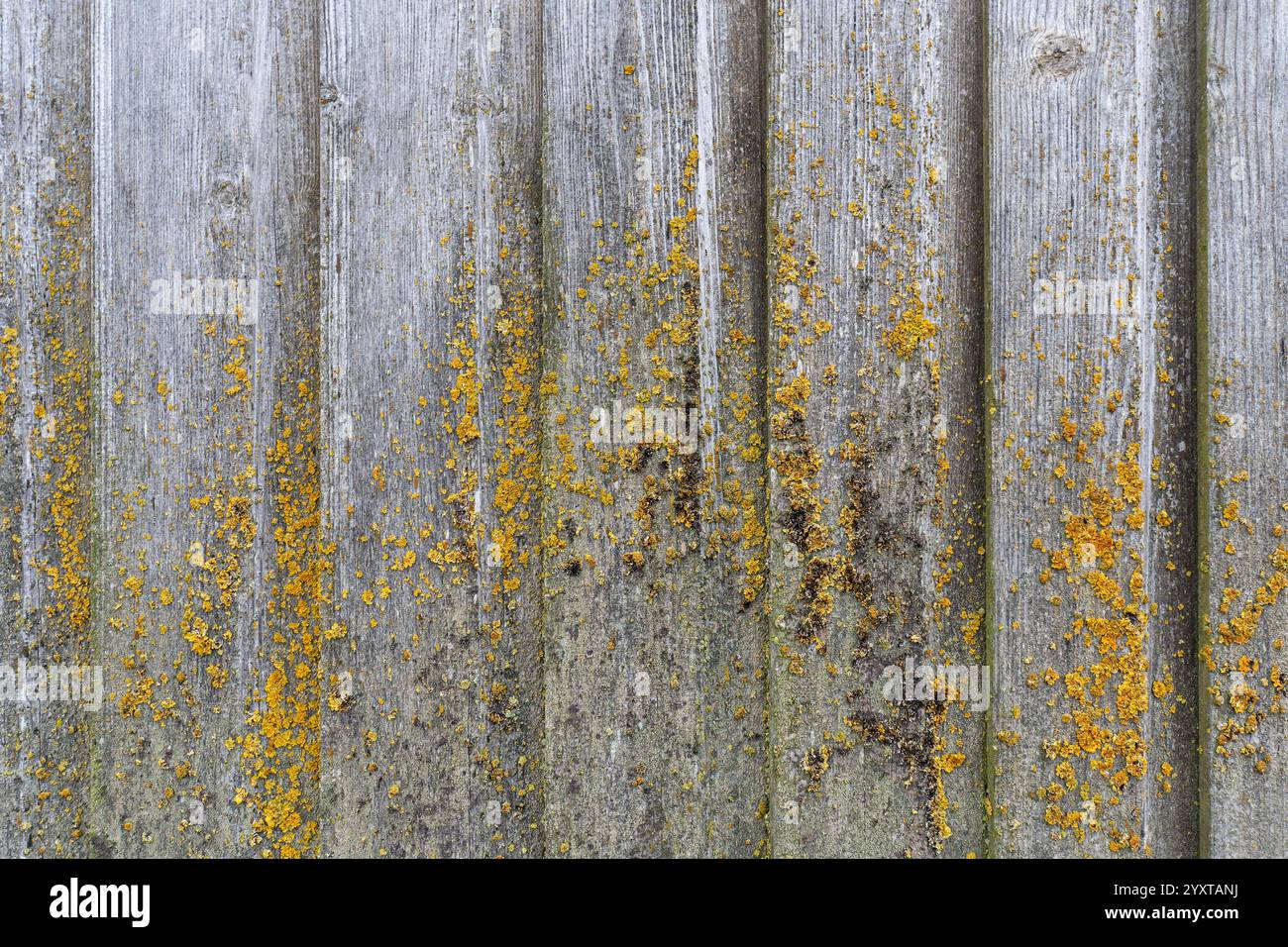 parete di legno intemprata con comune lichene arancione Foto Stock