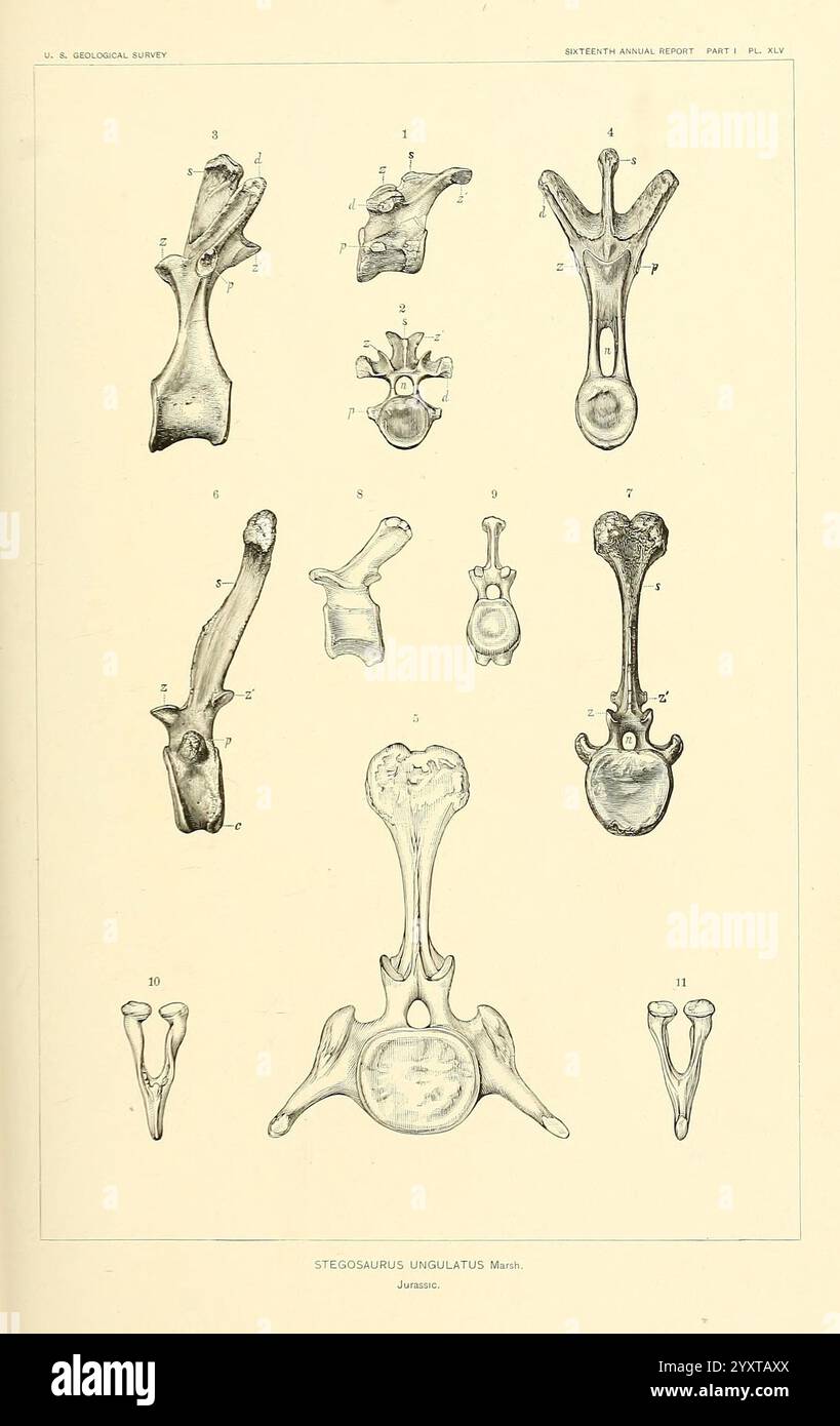 I dinosauri del Nord America, Washington, Govt. Stampa, 1896, dinosauri, stegosaurus armatus, un'illustrazione anatomica raffigurante varie vertebre dello Stegosaurus ungulatus, che mostra le caratteristiche e le caratteristiche uniche della struttura scheletrica di questa creatura preistorica. Il diagramma è etichettato con numeri corrispondenti a diverse vertebre, evidenziando elementi specifici come le vertebre cervicali, dorsali, sacrali e caudali. Ogni componente è intricatamente dettagliato per trasmettere la morfologia e le variazioni presenti nella specie, servendo come prezioso riferimento per la paleontologica Foto Stock