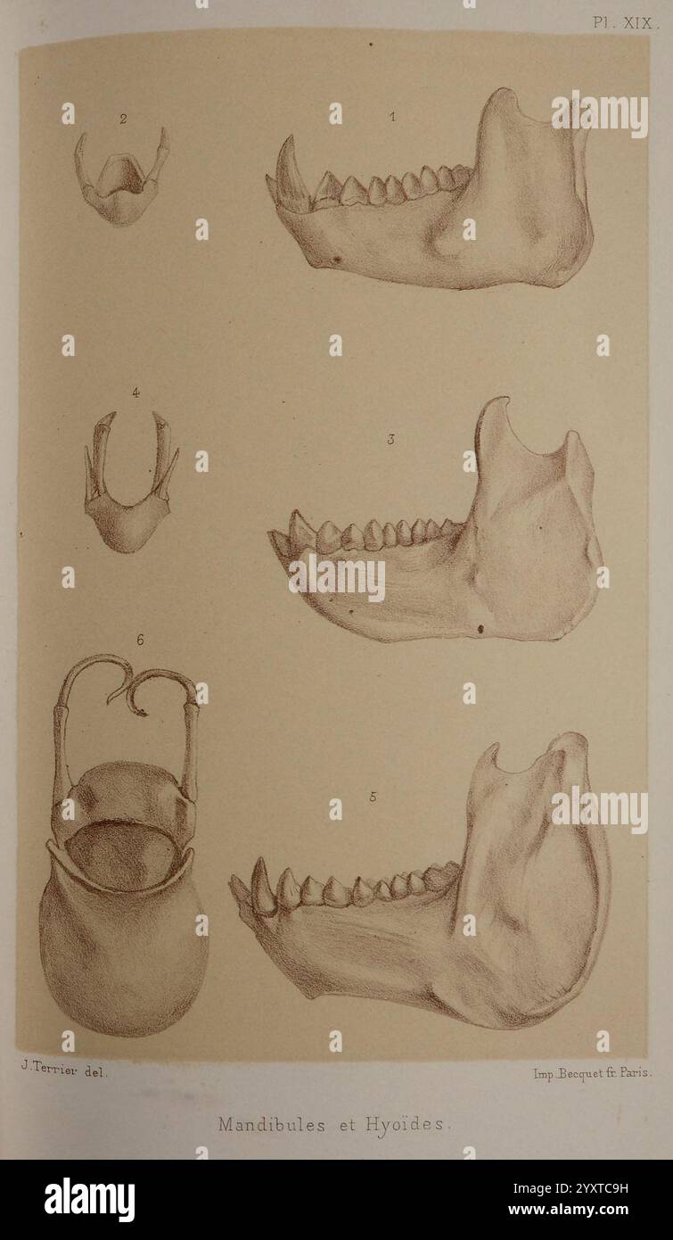 Faune de la Sénégambie Paris O. doin 1883-1887 Africa Senegambia Zoology, l'illustrazione mostra varie strutture anatomiche di mandibole e ossa ioidi, dettagliate in uno stile scientifico. Nella parte superiore, i primi due diagrammi raffigurano forme mandibola distinte, enfatizzando le loro differenze strutturali. Di seguito, il terzo elemento presenta l'osso ioide, illustrato con attenzione alla sua formazione unica. Il quarto e il quinto disegno forniscono ulteriori variazioni delle mandibole, evidenziando caratteristiche e contorni specifici. "La didascalia in basso, "Mandibules et Hyoides", identifica il focus o. Foto Stock