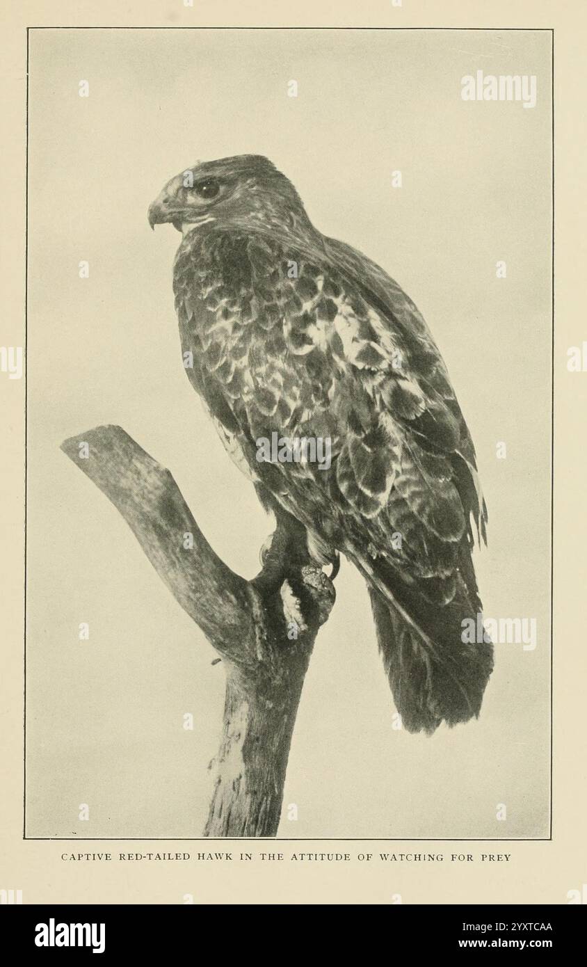 Wild Wings, Boston, Houghton, Mifflin & Company, [c1905], uccelli, fotografie di uccelli, Un maestoso falco dalla coda rossa si aprono con sicurezza su un ramo, mostrando il suo sguardo acuto e la sua potente presenza. Le piume dell'uccello mostrano una miscela di ricchi marroni e motivi sorprendenti, evidenziando il suo status di predatore esperto. Con il becco acuto e la postura focalizzata, sembra che stia eseguendo una scansione intensiva dell'ambiente circostante alla ricerca di potenziali prede. L'ambiente naturale sottolinea il ruolo del falco nell'ecosistema, incarnando sia la grazia che la forza nella sua posizione vigile. Foto Stock