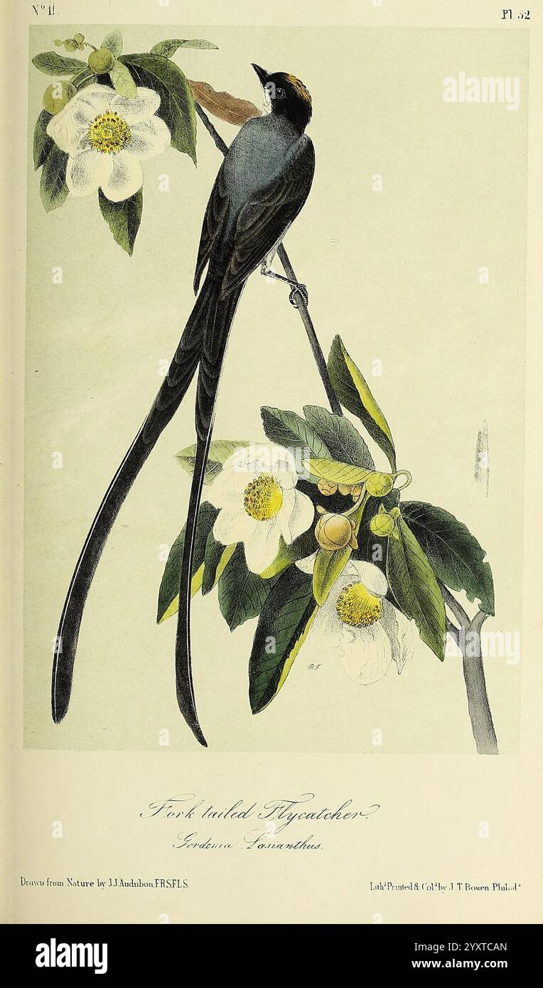 The, Birds, of, America, New York, G.. R, Lockwood, 1871, c1839, uccelli, nord, America, pittorico, Works, Un flycatcher dalla coda a forchetta splendidamente illustrato si arrocca su un ramo decorato con delicati fiori bianchi. L'uccello presenta un pennacchio sorprendente, caratterizzato da lunghe ed eleganti piume della coda e da una testa distintiva. Il fogliame circostante include foglie verdi vibranti che completano la disposizione floreale, creando un'armoniosa miscela di colori naturali. L'illustrazione cattura gli intricati dettagli della scena, dalla texture delle piume ai delicati petali Foto Stock