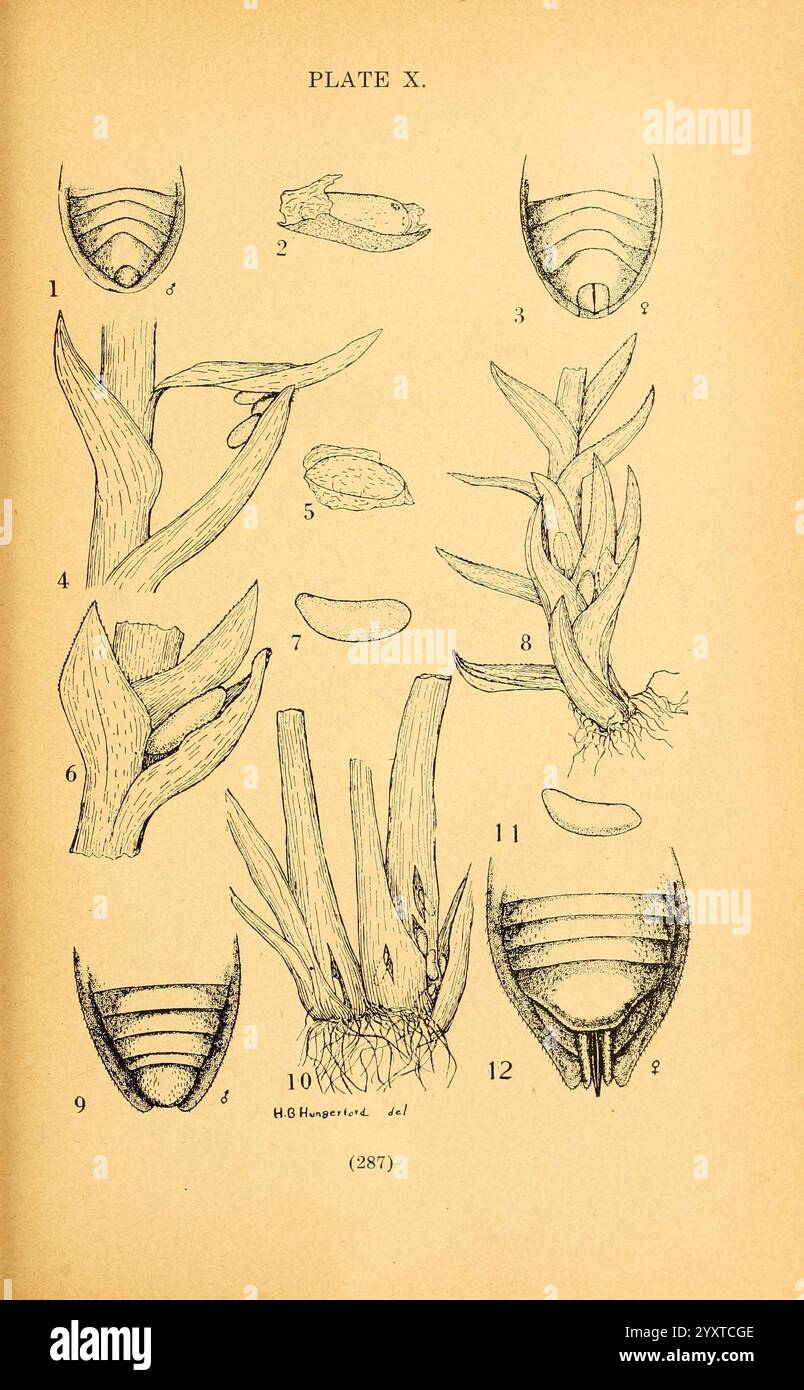 La biologia e l’ecologia degli emipteri acquatici e semi-acquatici, Lawrence, Kan, 1919, Hemiptera, acquatica, insetti, Un'illustrazione dettagliata che mostra varie strutture e forme botaniche. L'illustrazione è organizzata in sezioni etichettate, ciascuna delle quali presenta diversi aspetti dell'anatomia vegetale. Le figure includono una gamma di forme di foglie, strutture di steli e sistemi di radici, consentendo uno studio completo della morfologia vegetale. Questa piastra didattica serve come risorsa per comprendere la classificazione e le caratteristiche di varie specie vegetali, evidenziate da linee chiare e precise Foto Stock