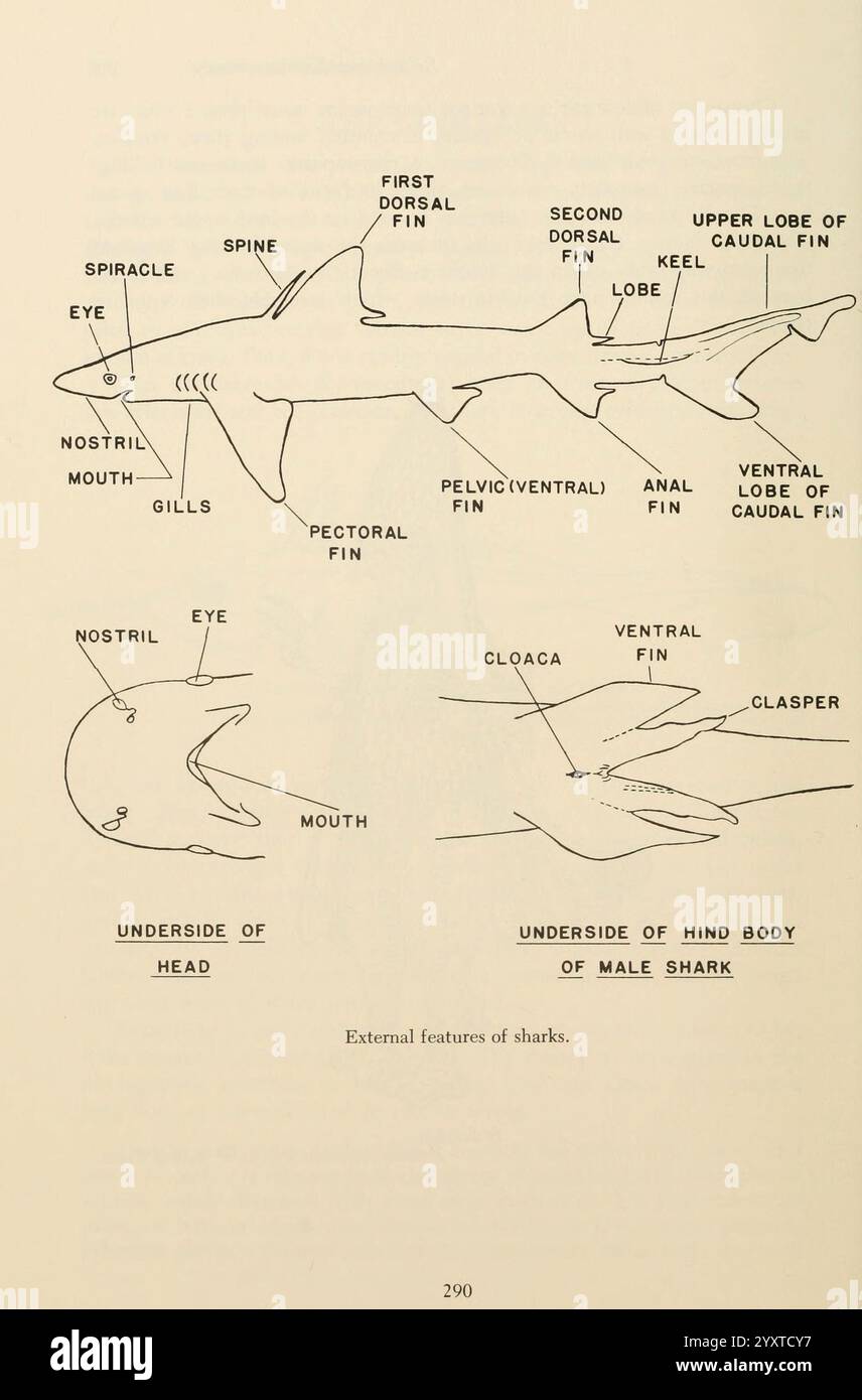 Shadows in the Sea Philadelphia Chilton Books 1963 Shark Woods Hole Chondrichthyes, l'illustrazione raffigura le caratteristiche esterne di uno squalo, evidenziando varie parti anatomiche cruciali per la sua identificazione e comprensione della sua biologia. Le etichette principali includono ''spiracle'''eye, '' narice, '' bocca ' e ''branchie, che sono posizionate sulla parte superiore del corpo dello squalo. Inoltre, il diagramma delinea le diverse pinne, tra cui la ''pinna pettorale, ''pinna pelvica (ventrale), ''pinne dorsali' e la ''pinna caudale''. Le annotazioni identificano anche la ''cloaca'' e la ''parte inferiore di lui Foto Stock