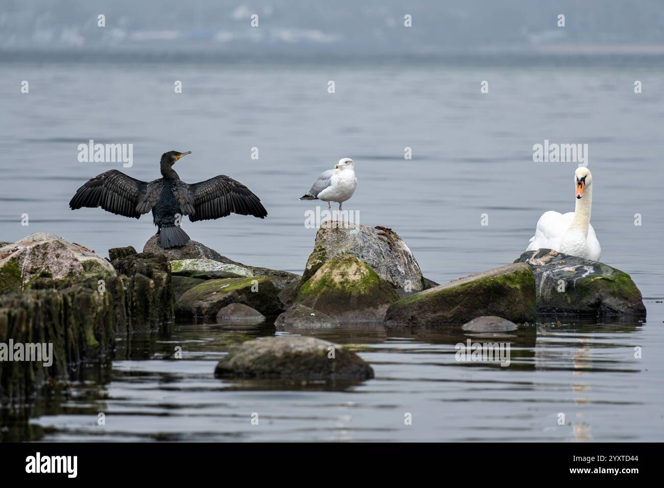 3 diverse specie di uccelli acquatici alla fine di una groyne nel Mar Baltico Foto Stock