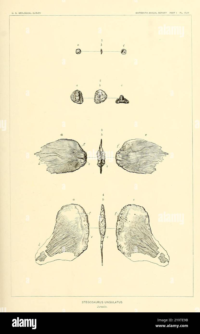I dinosauri del Nord America, Washington, Govt. Print, 1896, dinosauri, Stegasaurus armatus, questa illustrazione presenta uno studio anatomico dettagliato della specie *Stegosaurus ungulatus*. Comprende vari componenti etichettati che mostrano la struttura scheletrica, come le piastre dorsali e gli elementi delle spalle. La disposizione è sistematica, evidenziando le caratteristiche chiave della morfologia del dinosauro, che può aiutare a comprendere la sua biologia evolutiva. Il disegno cattura sia i dettagli intricati di ogni elemento che la proporzionalità complessiva della specie, rendendolo un prezioso riferimento Foto Stock
