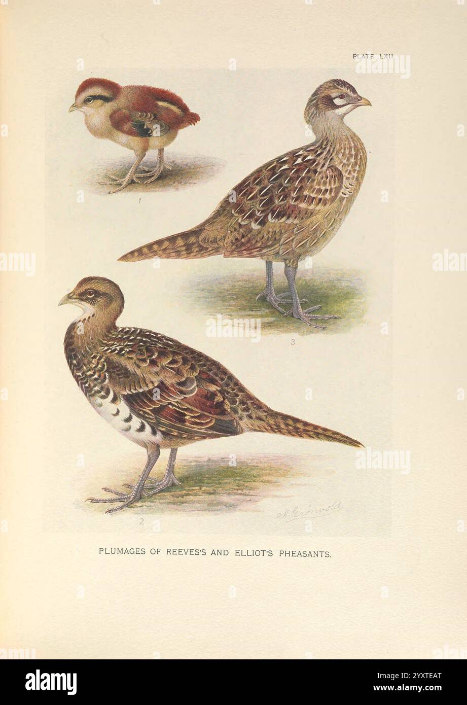 Una monografia dei fagiani, Londra, Inghilterra, pubblicata sotto gli auspici della New York Zoological Society di Witherby & Co, 1918-1922, pheasants, syrmaticus, ellioti, syrmaticus, reevesii, reeves pheasant, elliot's pheasant, l'illustrazione mostra tre diverse specie di fagiani, meticolosamente dettagliati per evidenziare il loro piumaggio e le loro caratteristiche uniche. Nella sezione superiore, un giovane uccello mostra toni morbidi e terrosi con motivi sottili, a indicare il suo stadio giovanile. I due fagiani sottostanti mostrano notevoli differenze; uno vanta intricati disegni di piume con una miscela di marrone Foto Stock