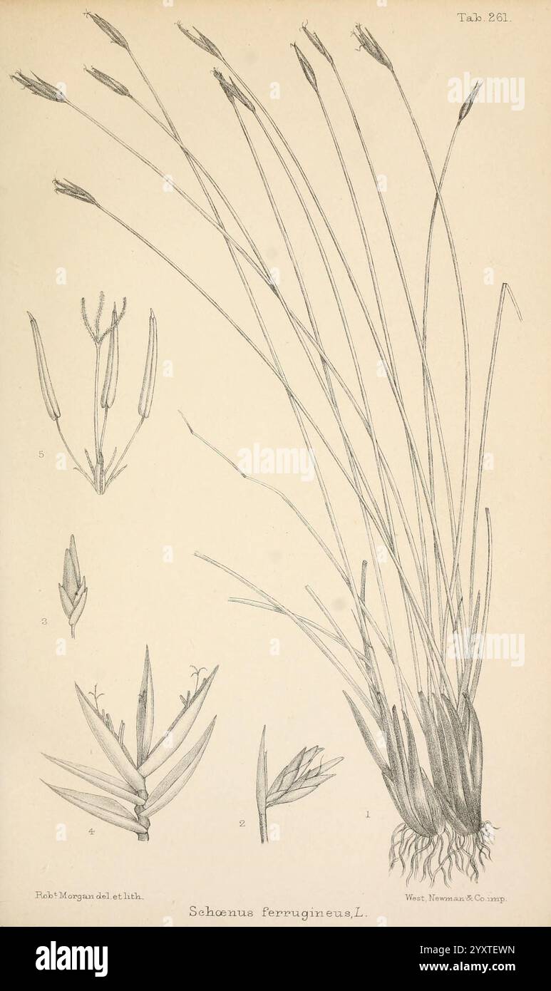 Journal of Botany, britannico e straniero. Londra, Robert Hardwicke, 1863-1942, botanica, Gran Bretagna, periodici, piante, l'illustrazione raffigura la specie vegetale *Schoenus ferrugineus*, comunemente nota come ruggine di palude. Sono esposte raffigurazioni dettagliate dei suoi steli allungati e sottili, sormontati da delicate teste di fiori che mostrano una disposizione a strati. Le caratteristiche principali includono le foglie lineari alla base, che si rastremano fino ai punti fini, e un'intricata disposizione di punte fiorite, che mostrano le caratteristiche uniche di questa pianta simile all'erba. La didascalia evidenzia il bo Foto Stock