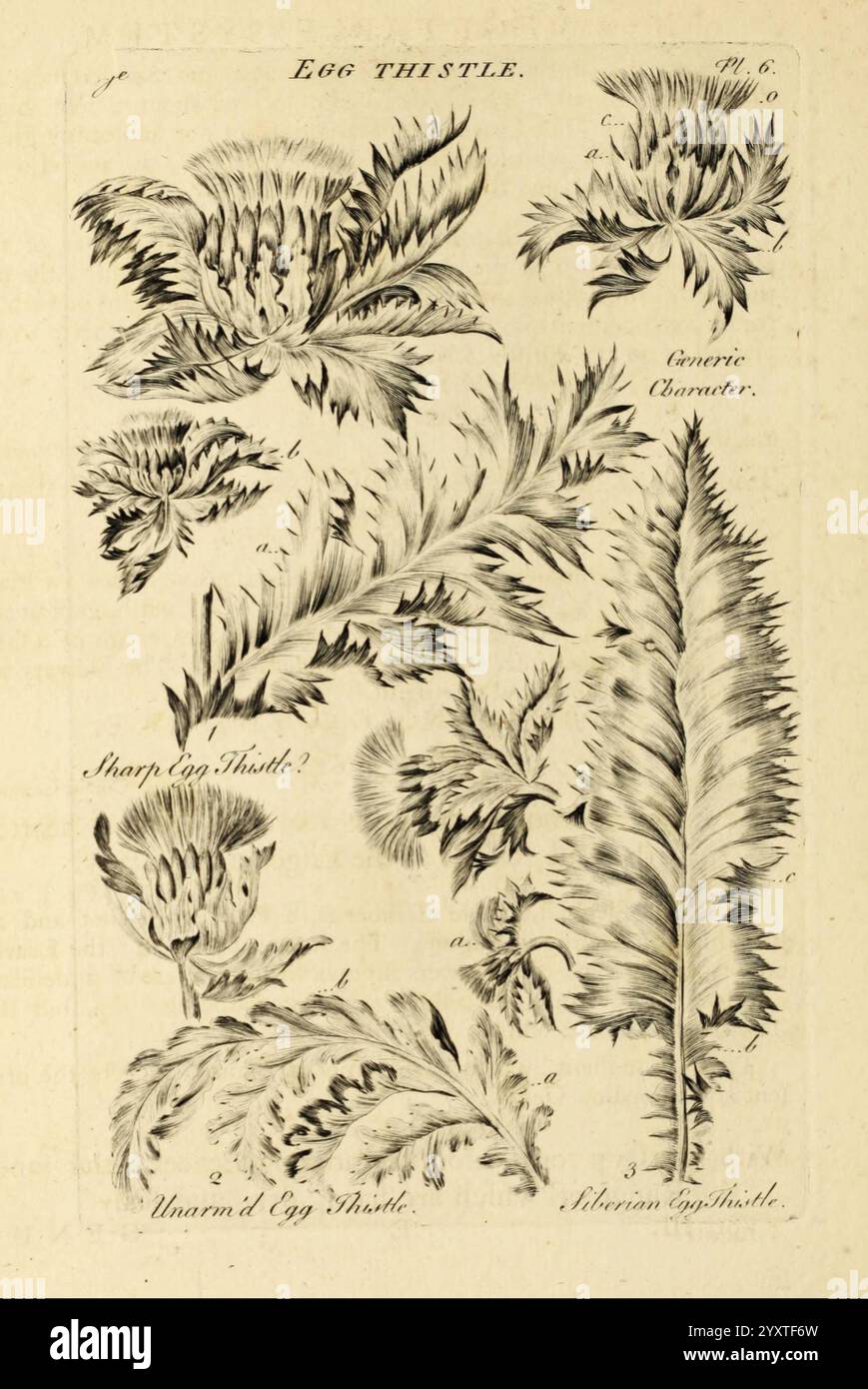 Il sistema vegetale London 1759-1763 opere pittoriche di botanica, l'illustrazione presenta una varietà di piante di cardo, che mostrano le loro strutture uniche e complesse. Prominente nella composizione è il Cardo d'uovo, dettagliato con le sue foglie appuntite e complesse composizioni floreali. Sono raffigurate ulteriori variazioni del cardo, evidenziandone le superfici testurizzate e le forme distintive. L'opera enfatizza i dettagli botanici di ogni pianta, con etichette che suggeriscono nomi o caratteristiche potenziali. Il design complessivo riflette un apprezzamento per l'arte naturale che si trova in questa pianta resistente Foto Stock