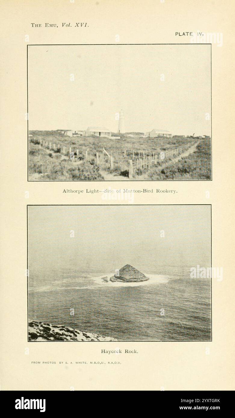 The, EMU, Melbourne, Royal, Australasian, ornitologi, Unione, 1901, Australasia, uccelli, ornitologia, periodici, la scena presenta due viste distinte: la sezione superiore raffigura un faro situato lungo una costa frastagliata, circondato da campi, indicando il suo ruolo prominente nella navigazione marittima. Il faro si erge alto contro l'orizzonte, con recinzioni o bassa vegetazione che suggeriscono un'area coltivata che conduce verso di esso. La sezione inferiore presenta un tranquillo paesaggio costiero caratterizzato da una piccola isola rocciosa, nota come Haycook Rock, che emerge dalle onde dolcemente ondulate, il capturin Foto Stock