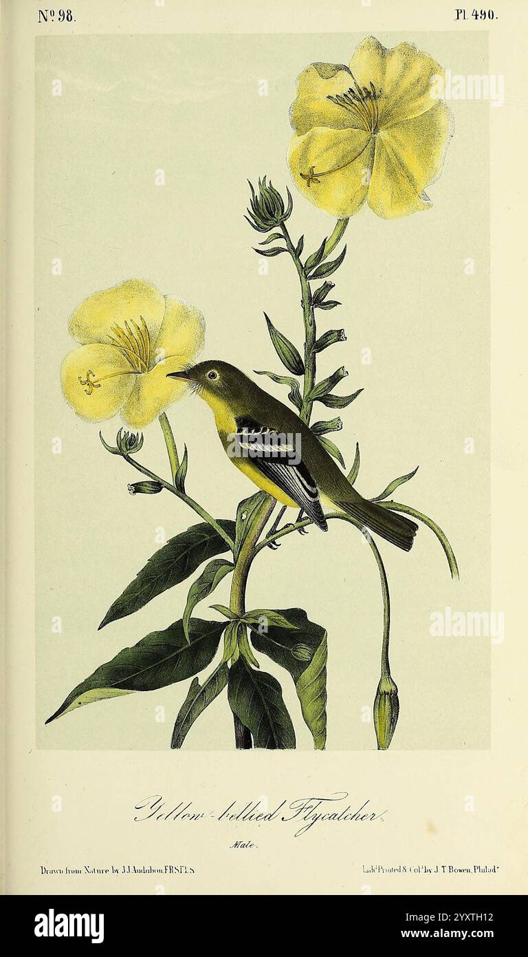 The Birds of America New York G.R. Lockwood 1871 1839 Birds North America Pictorial Works, Un vibrante flycatcher dalla testa gialla arroccato delicatamente su un alto fusto verde, circondato da lussureggianti fogliame. L'uccello, con la sua impressionante testa gialla e le ali scure contrastanti, viene catturato in un momento di quiete mentre guarda un fiore in fiore nelle vicinanze. Il fiore, una tenue tonalità di giallo, si erge alto con petali allungati che si srotolano graziosamente verso il cielo. La composizione cattura un'armoniosa interazione tra la delicata flora e l'affascinante aviario, mostrando la bellezza della natura in un ambiente sereno Foto Stock